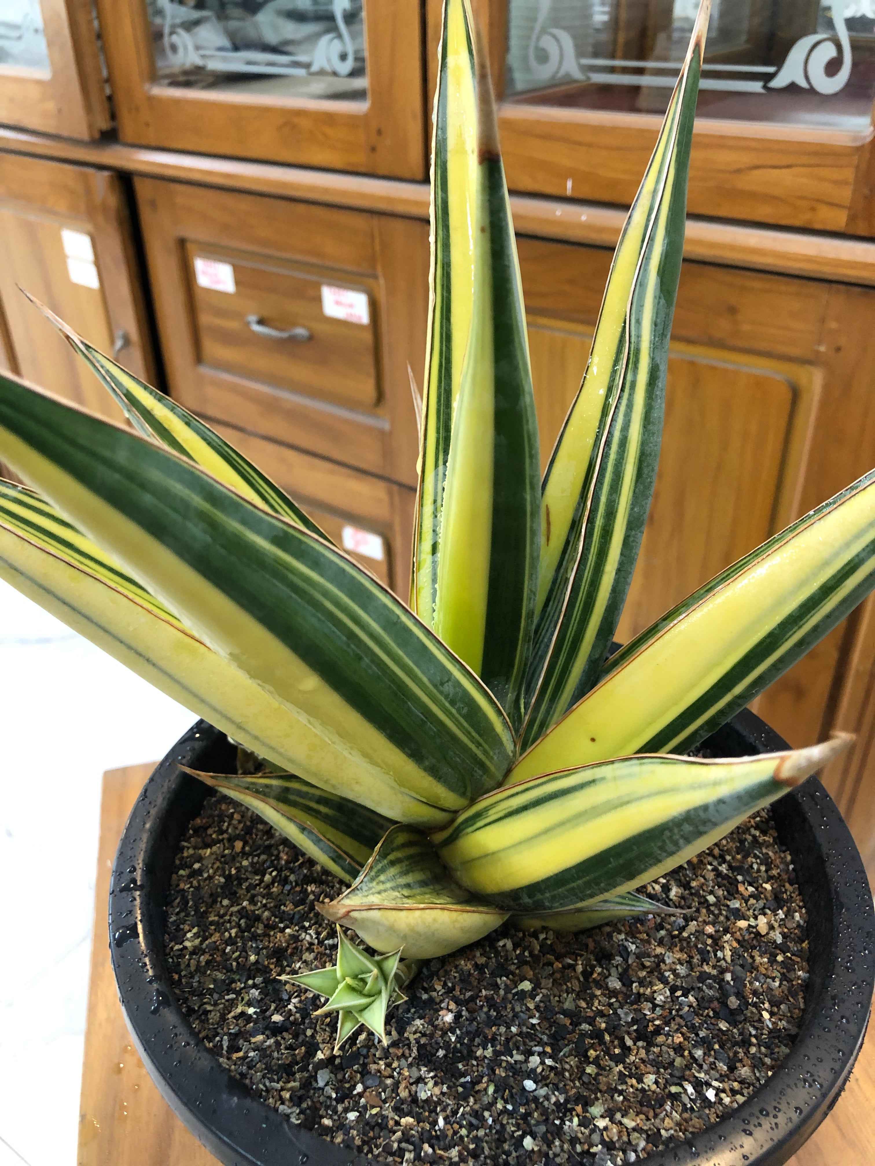 Sansevieria PINGUICULA VARIEGATED SPECIMEN