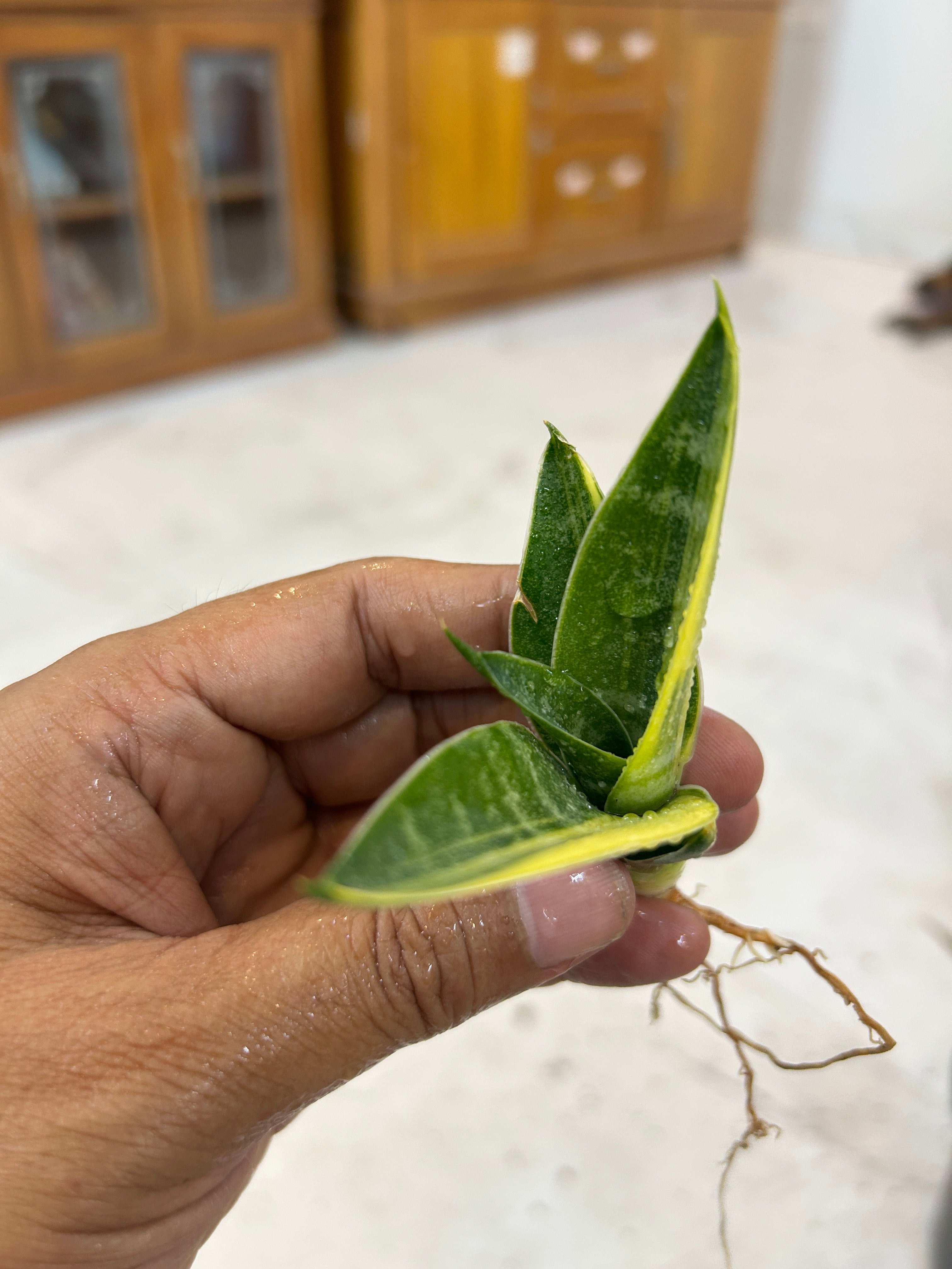 Sansevieria ARIELLA VARIEGATED