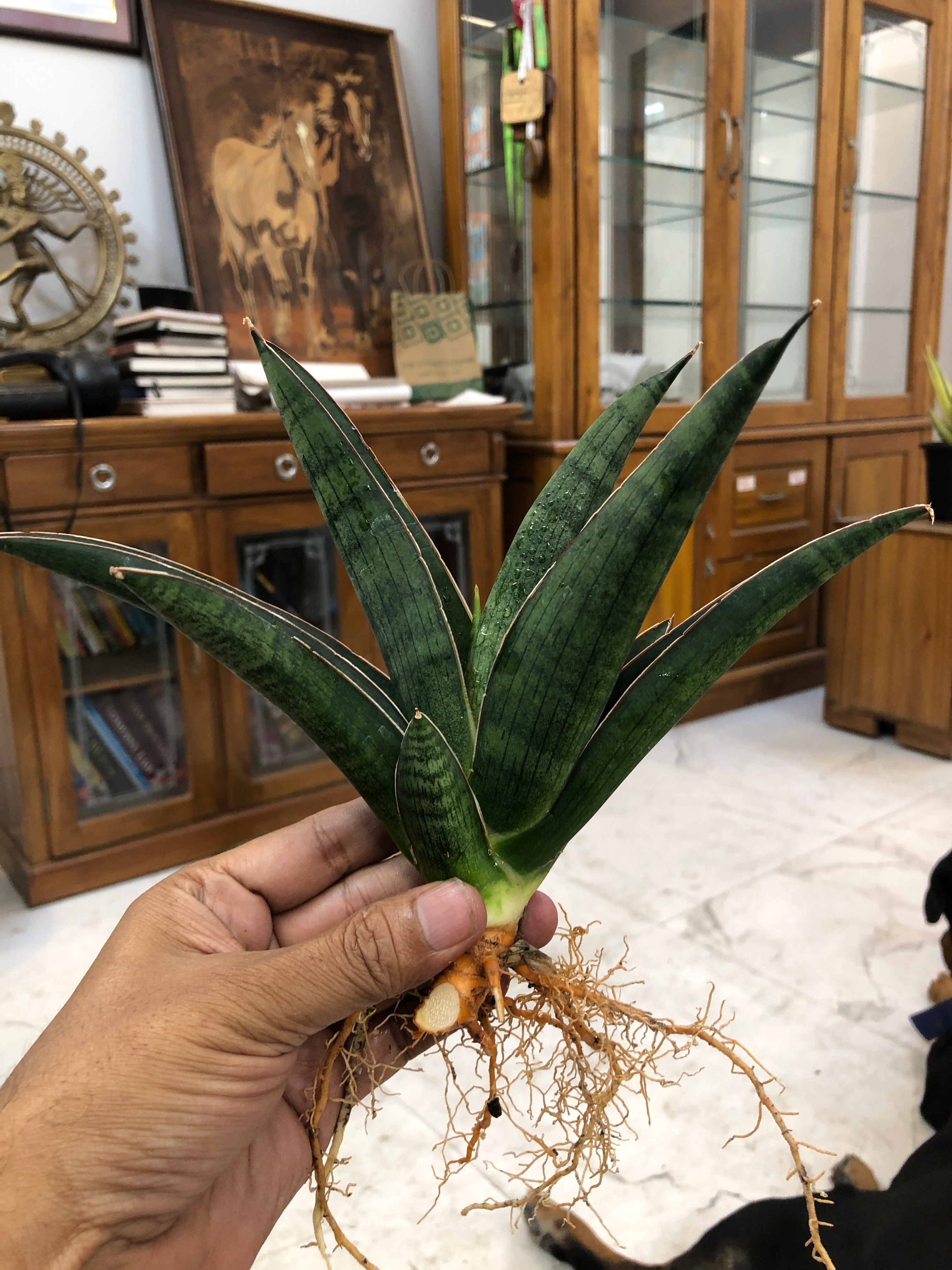 Sansevieria PATRICK