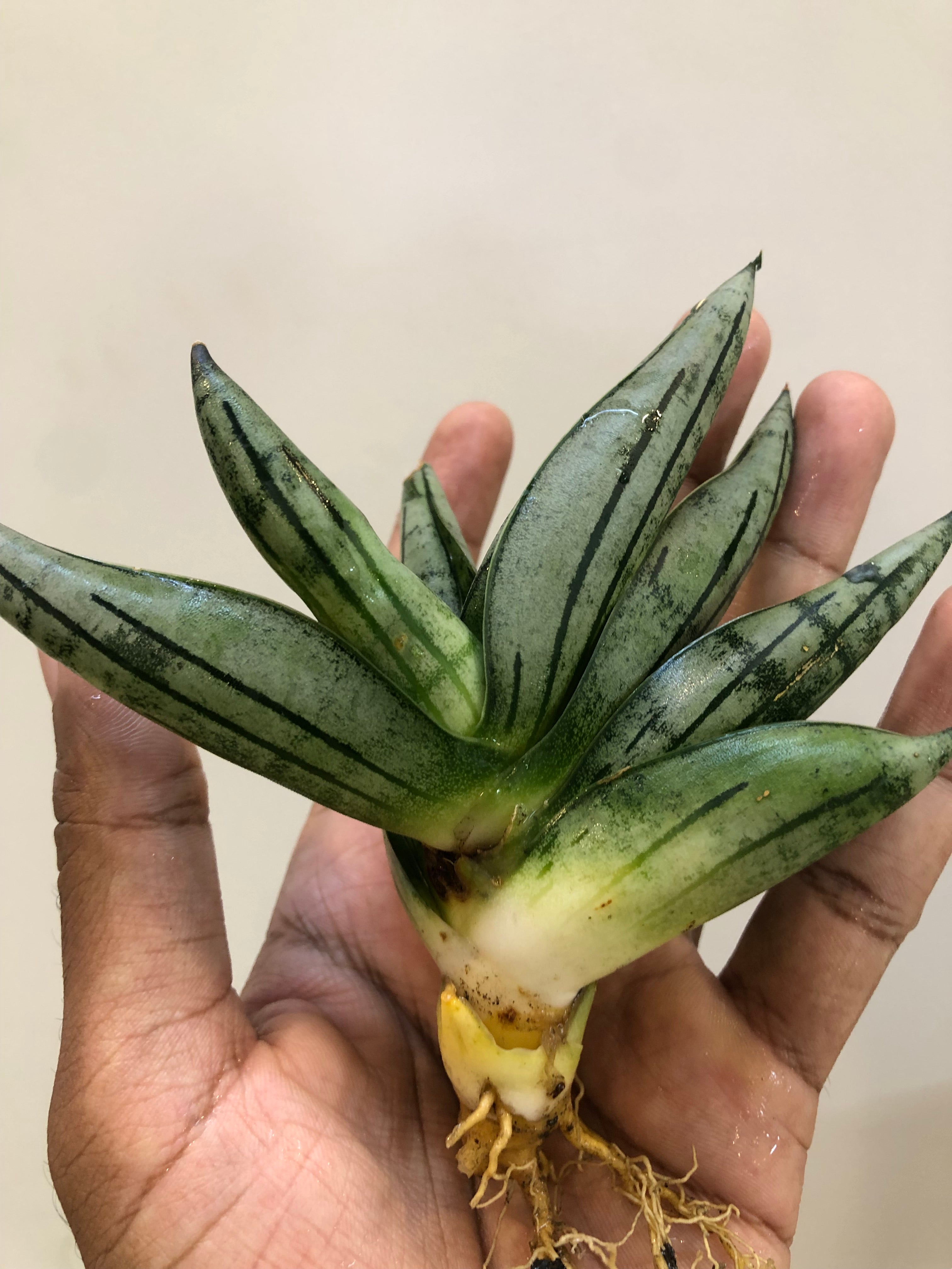 Sansevieria Melon – Stylish Rare Indoor Snake Plant