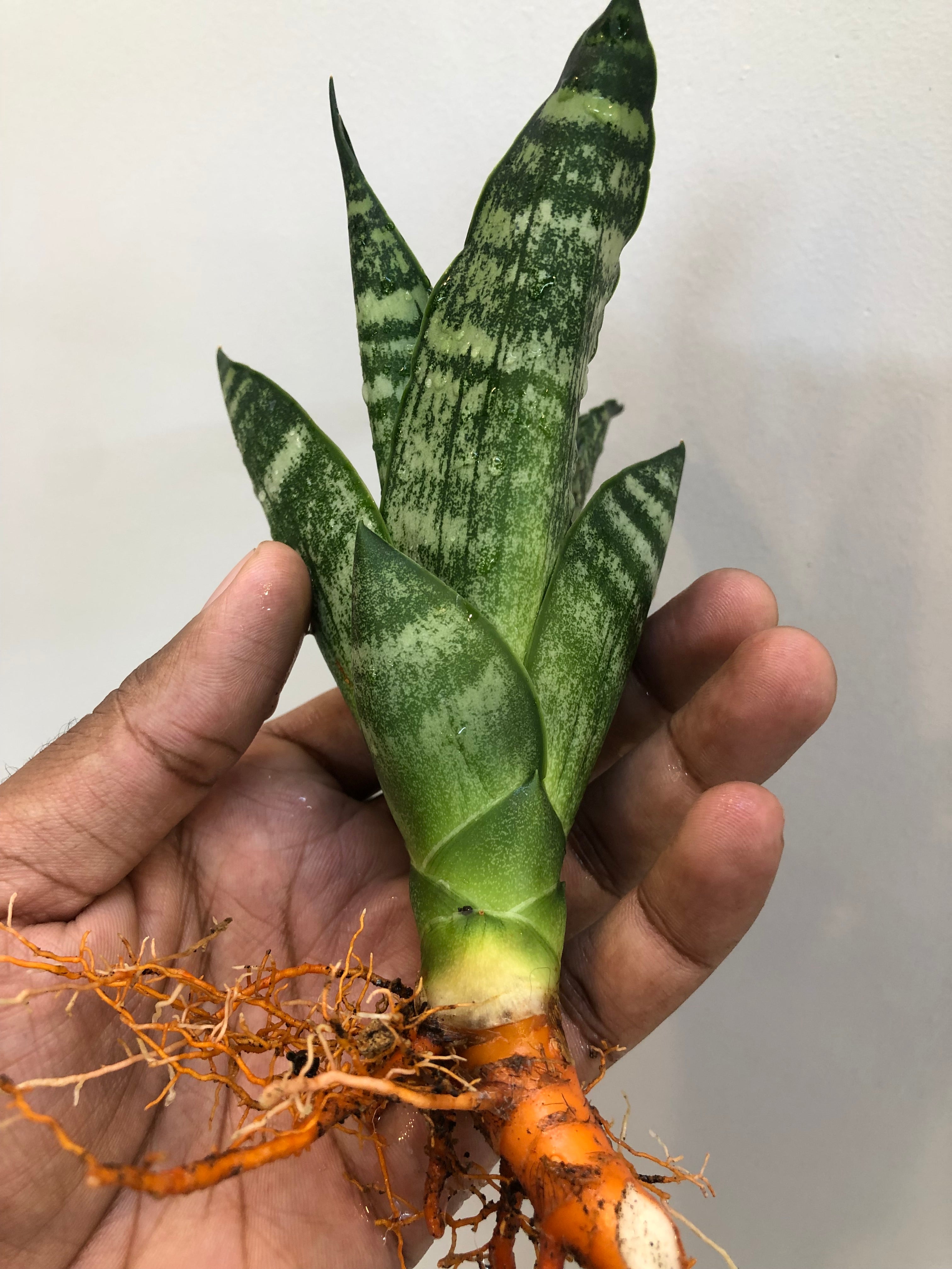 Sansevieria BLACK HORSE