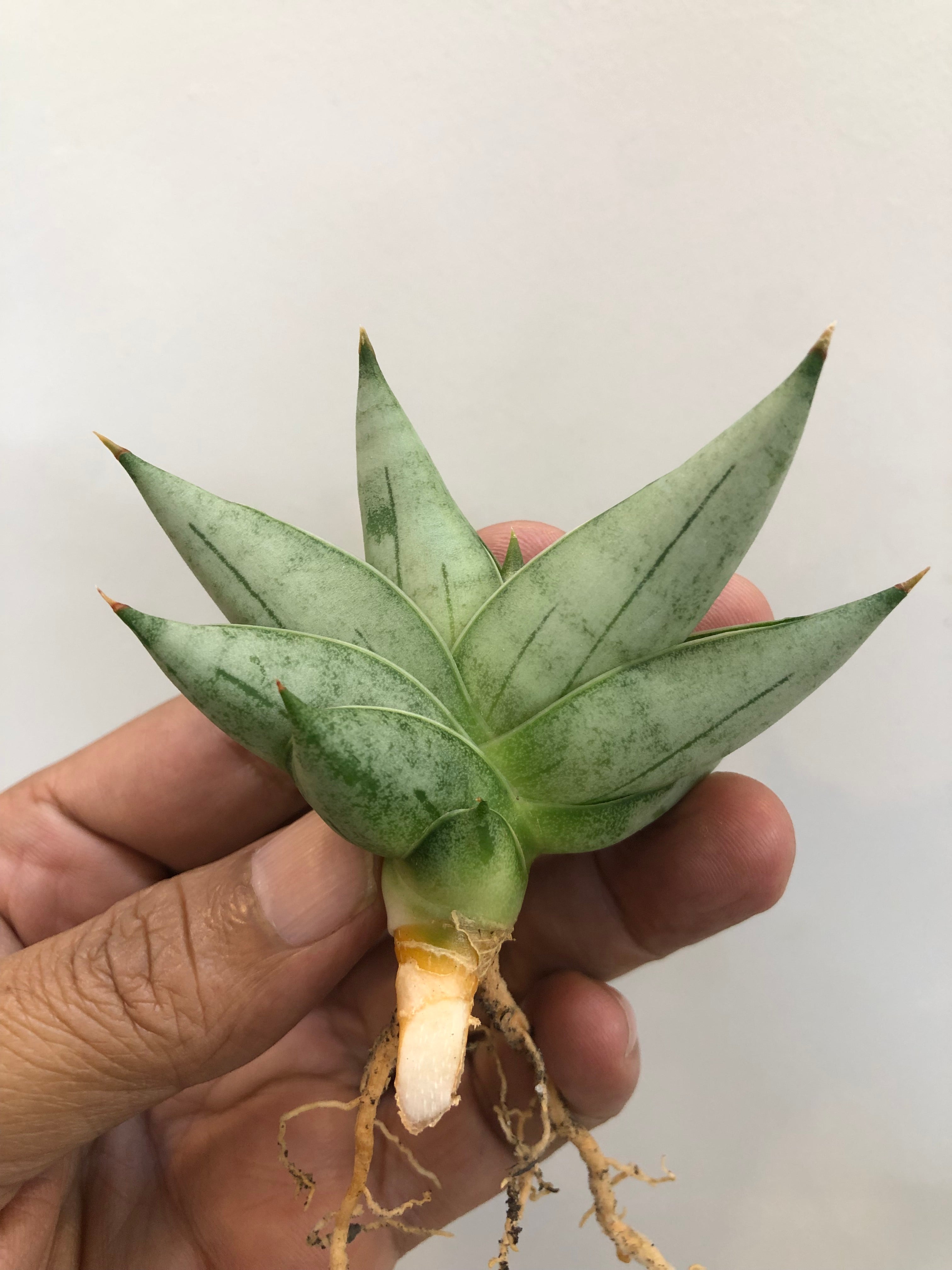 Sansevieria NILIN