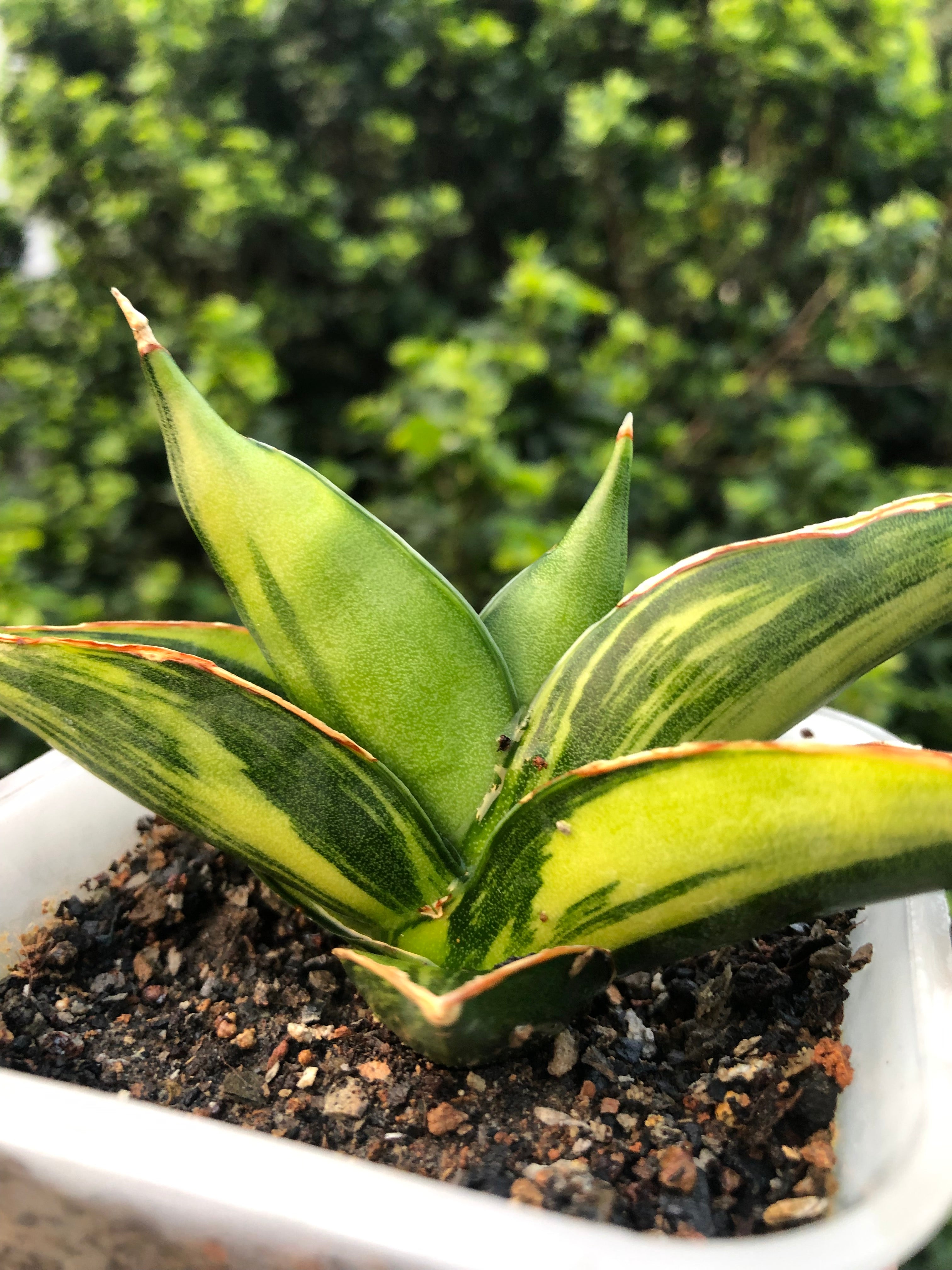 Sansevieria SWASDEE VARIEGATED