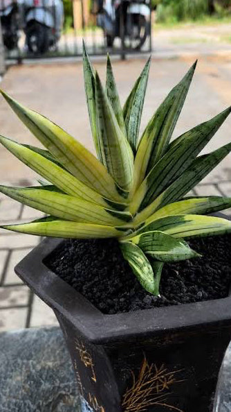 Sansevieria MANJA VARIEGATED
