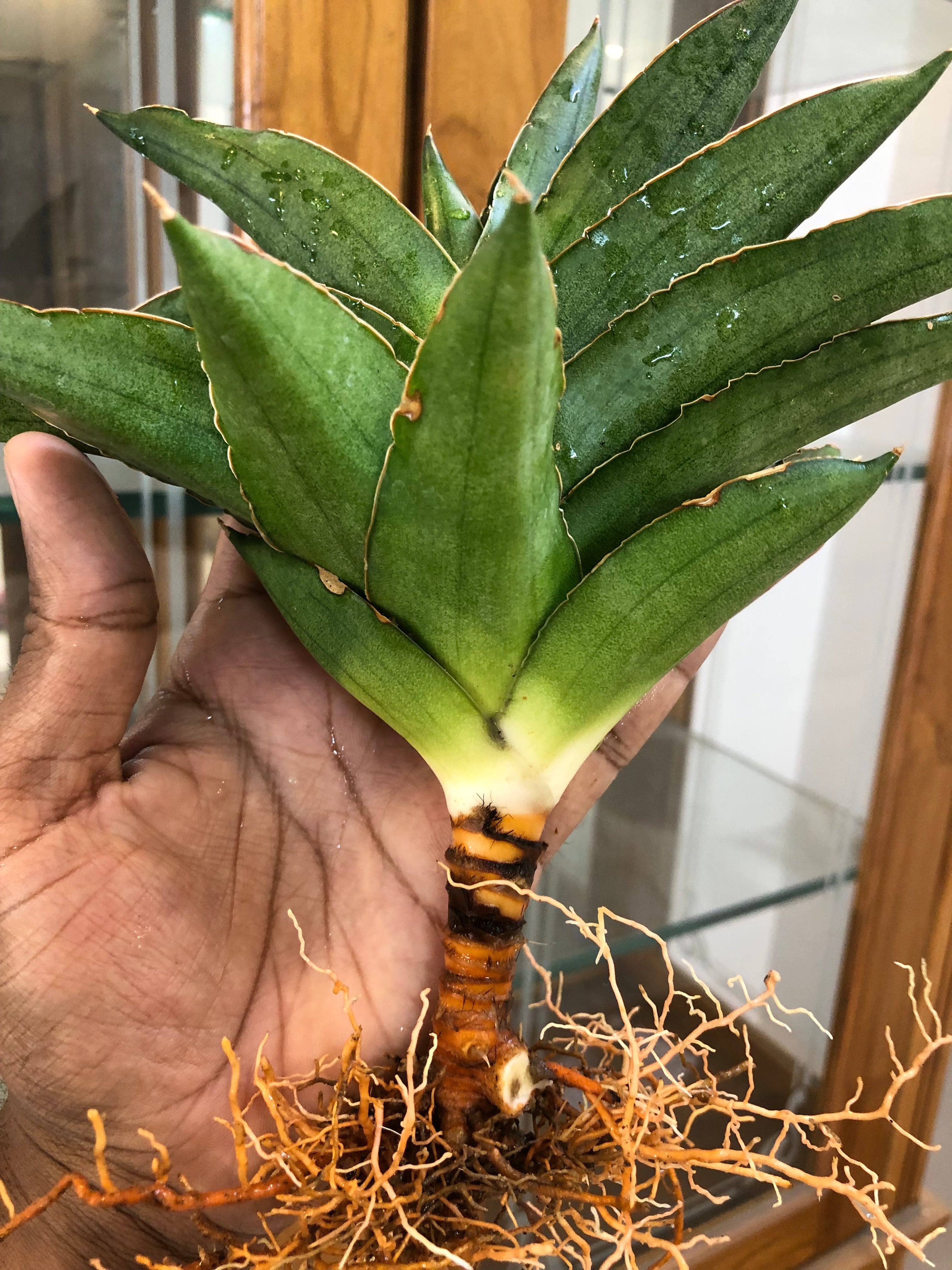 Sansevieria Andaman – Exotic Compact Indoor Plant