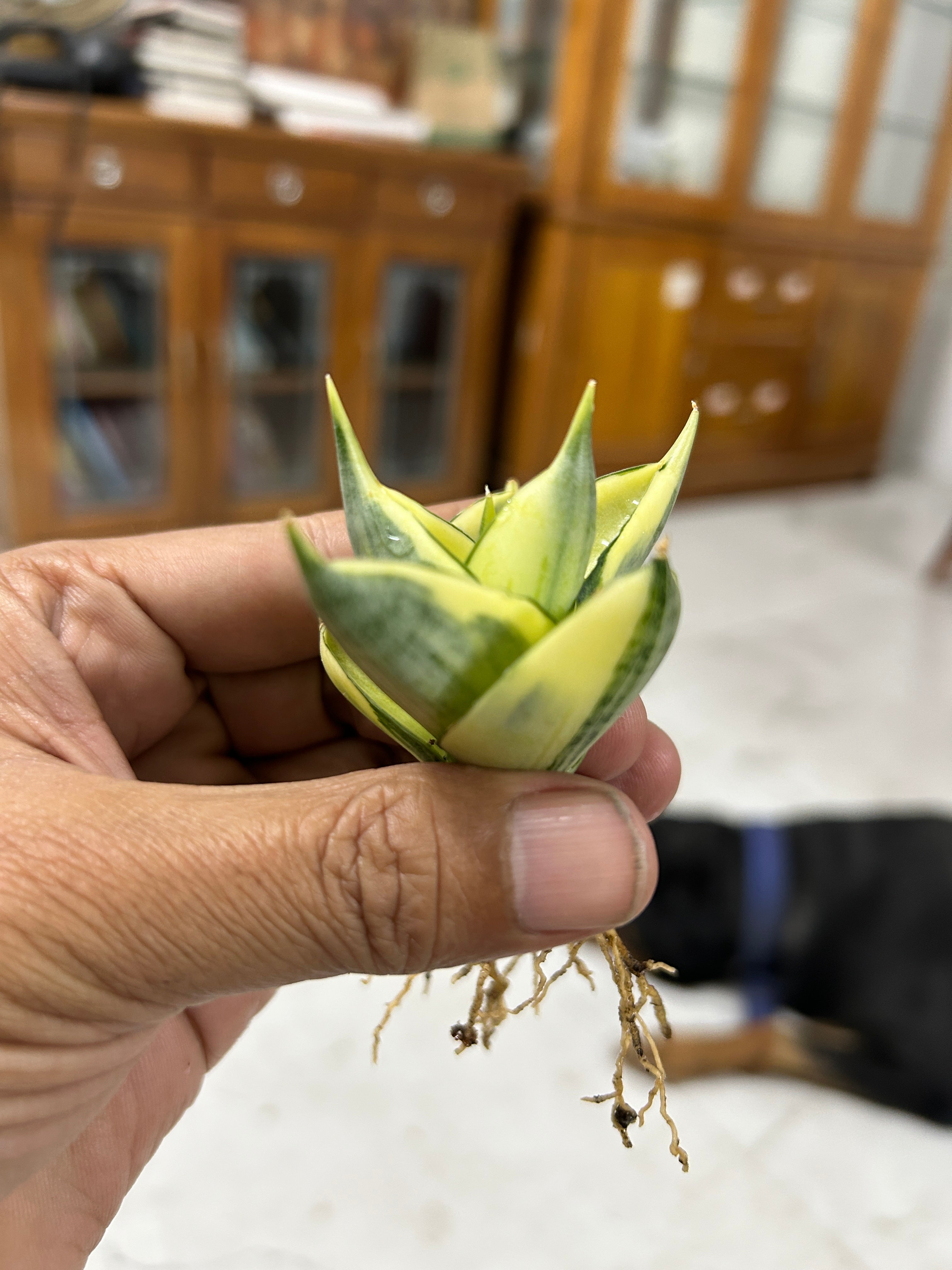 Sansevieria MANJA VARIEGATED