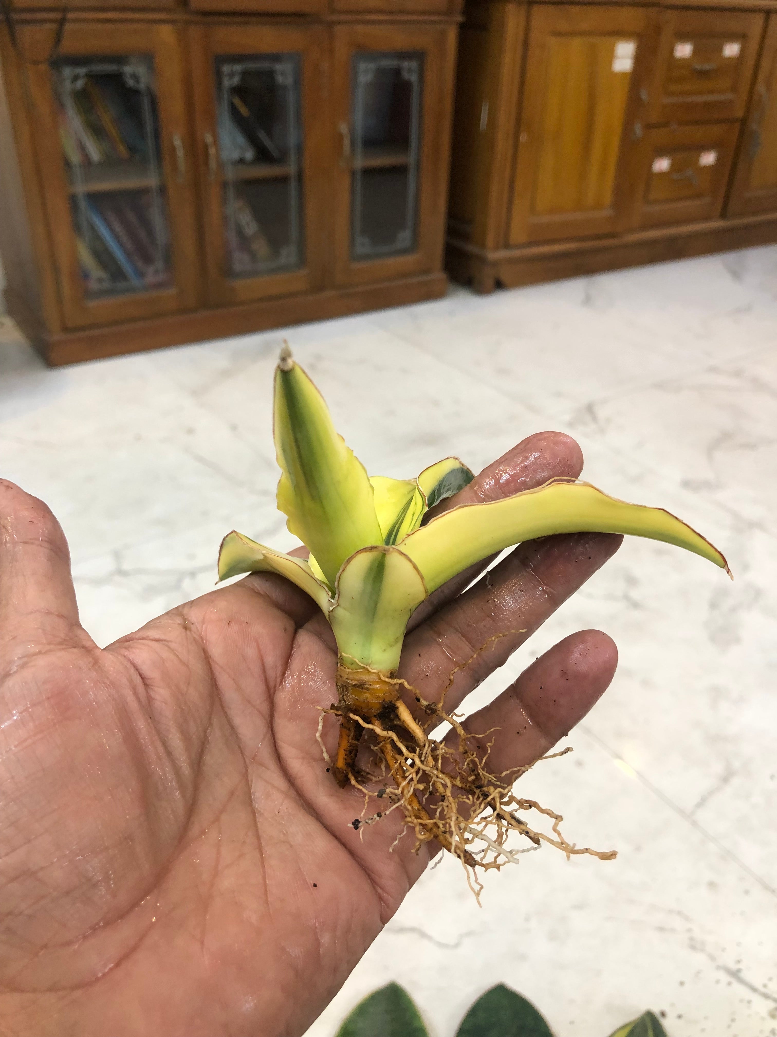 Sansevieria GANESHA VARIEGATED