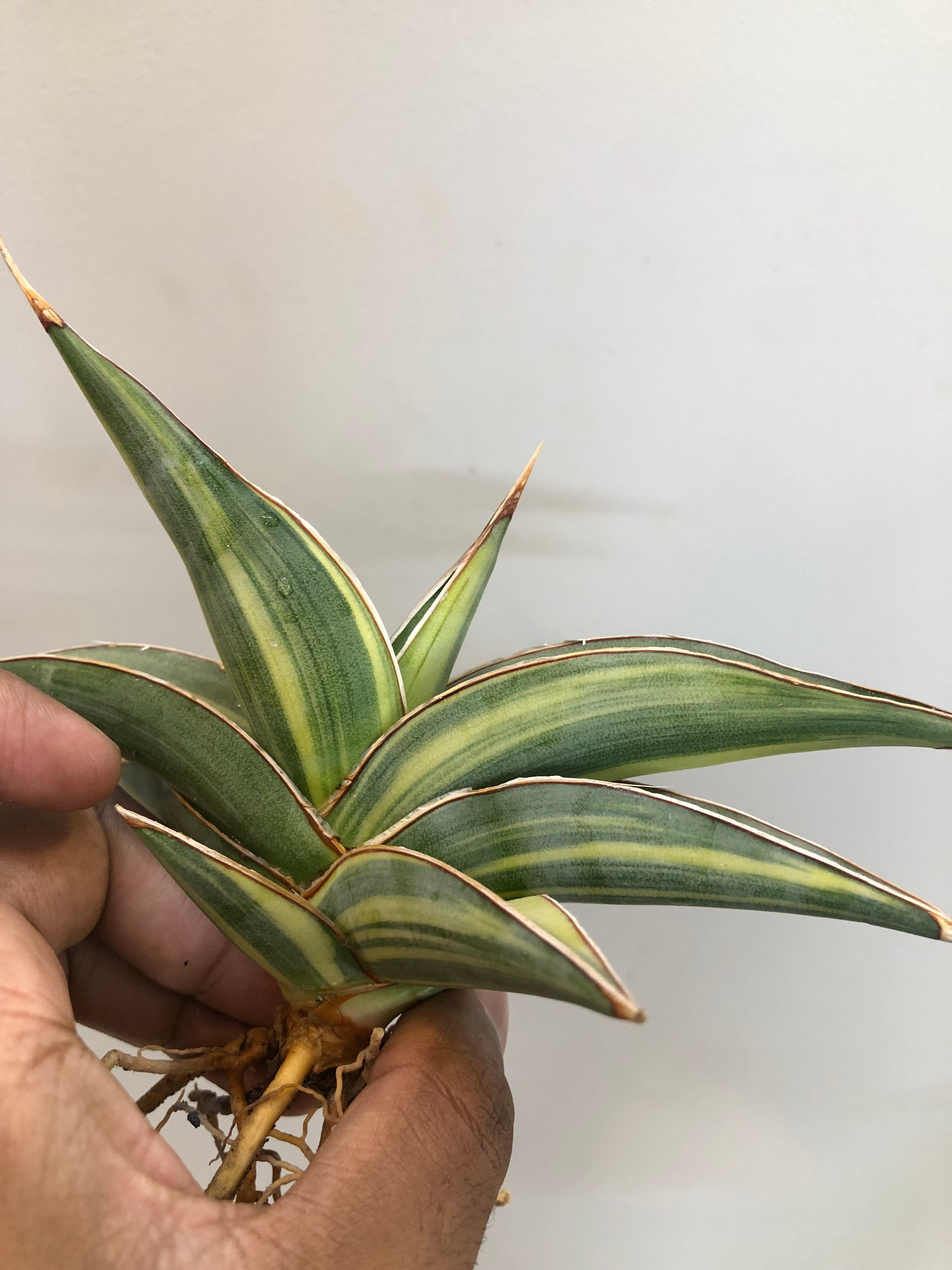 Sansevieria JBT SILVER
