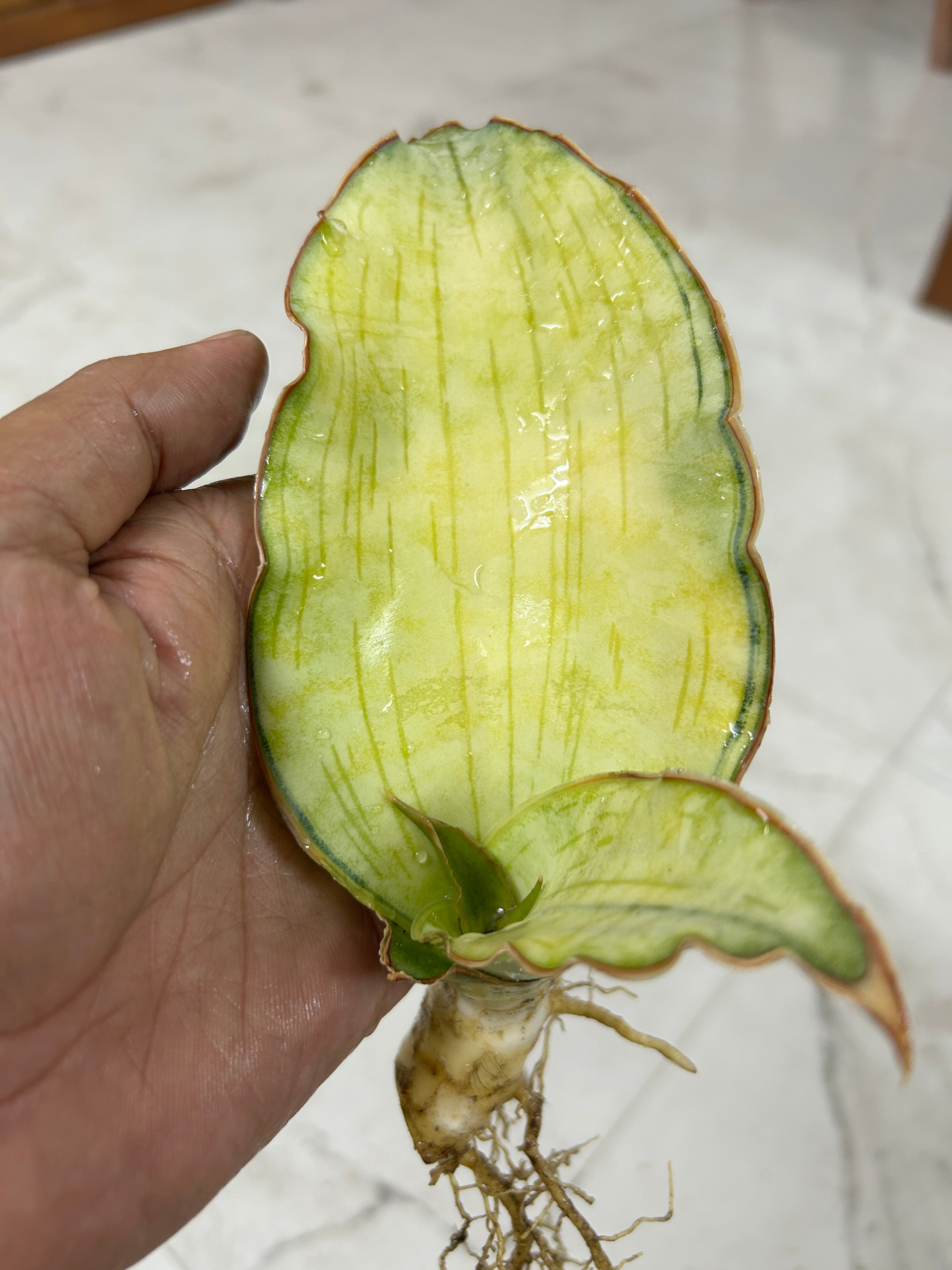 Sansevieria KIRKII SILVER BLUE VAR
