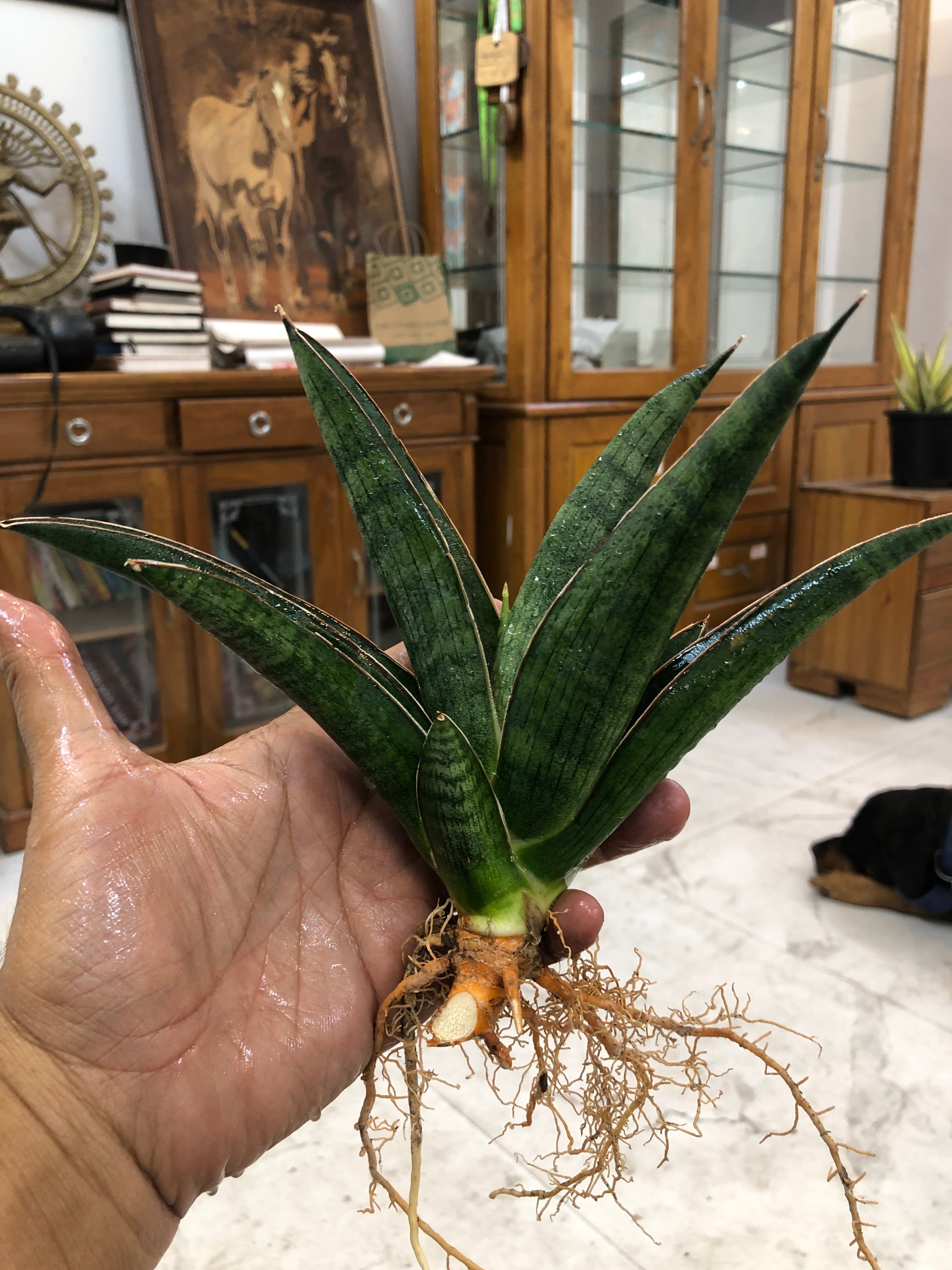 Sansevieria PATRICK
