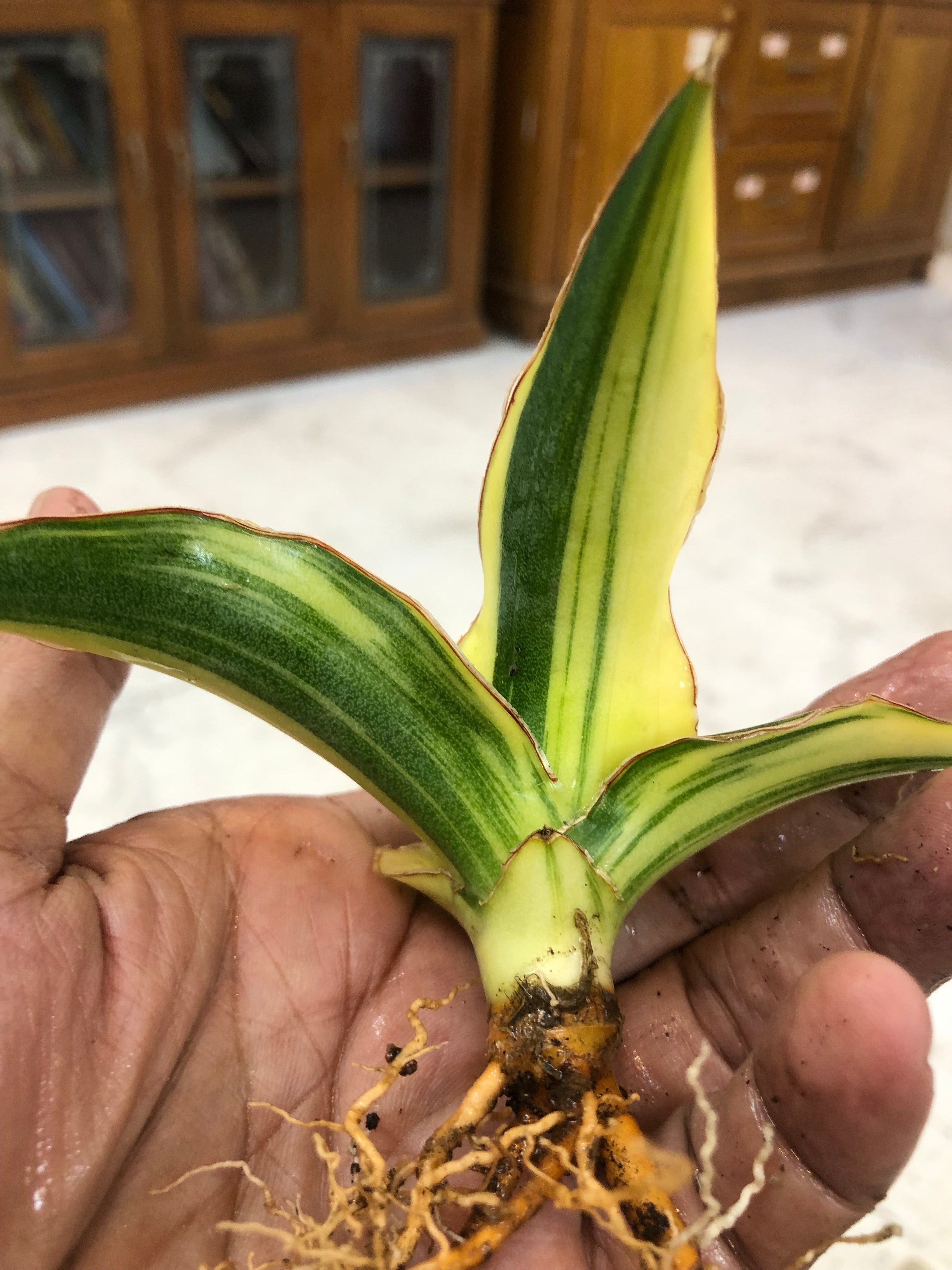 Sansevieria GANESHA VARIEGATED