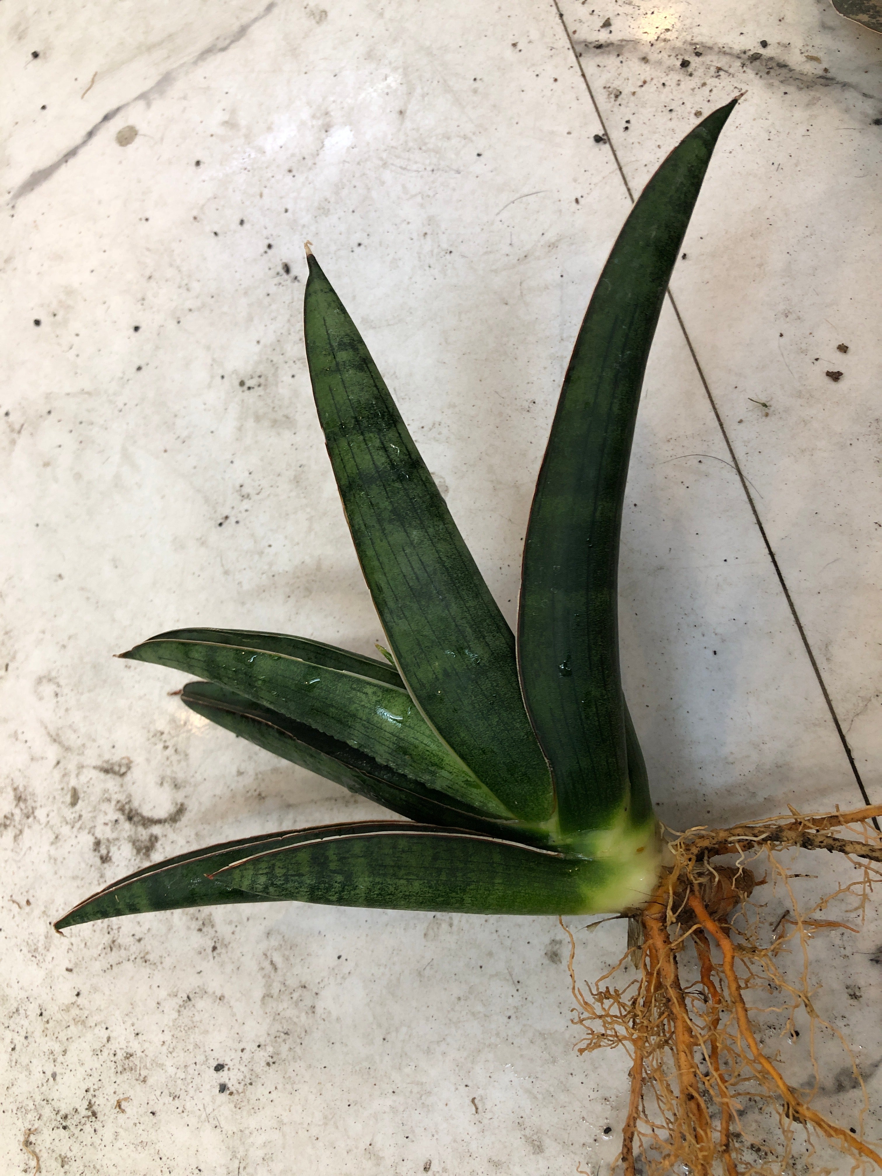 Sansevieria PATRICK
