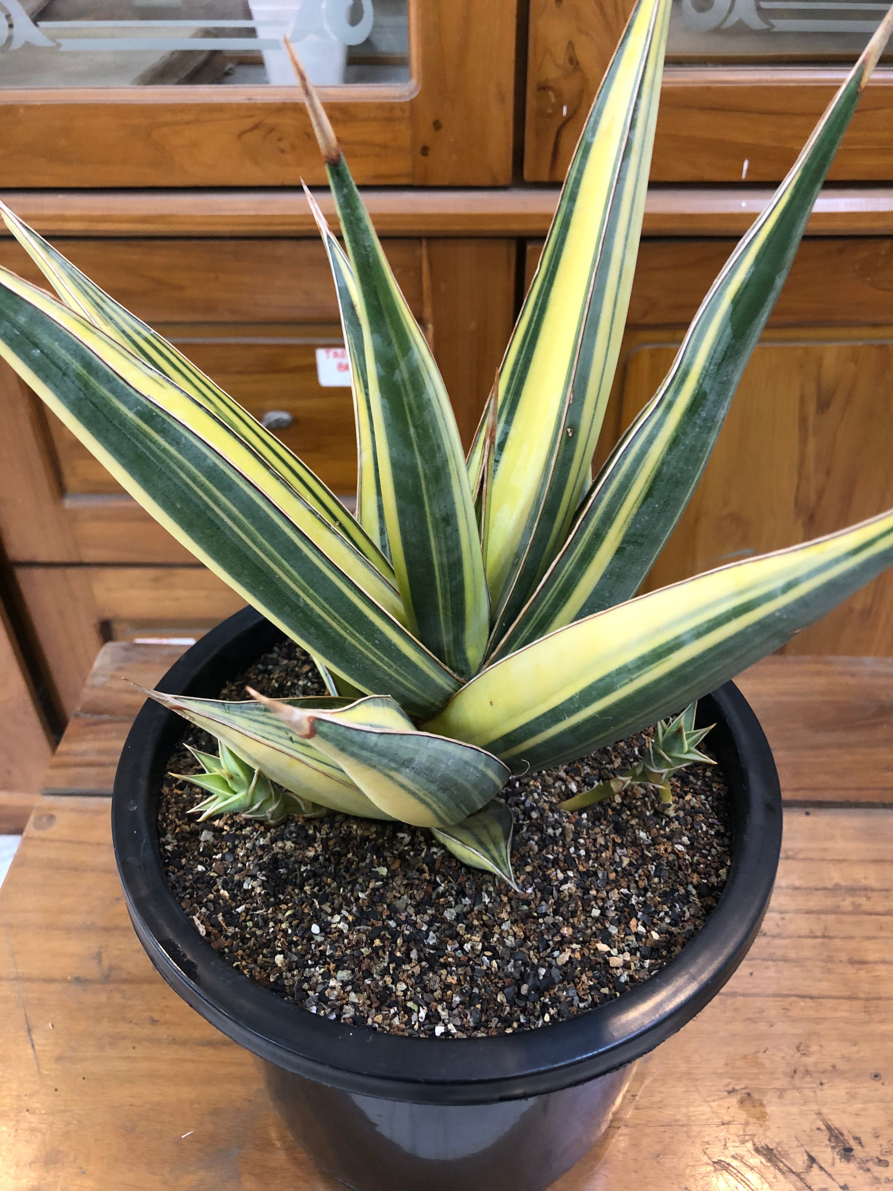 Sansevieria PINGUICULA VARIEGATED SPECIMEN