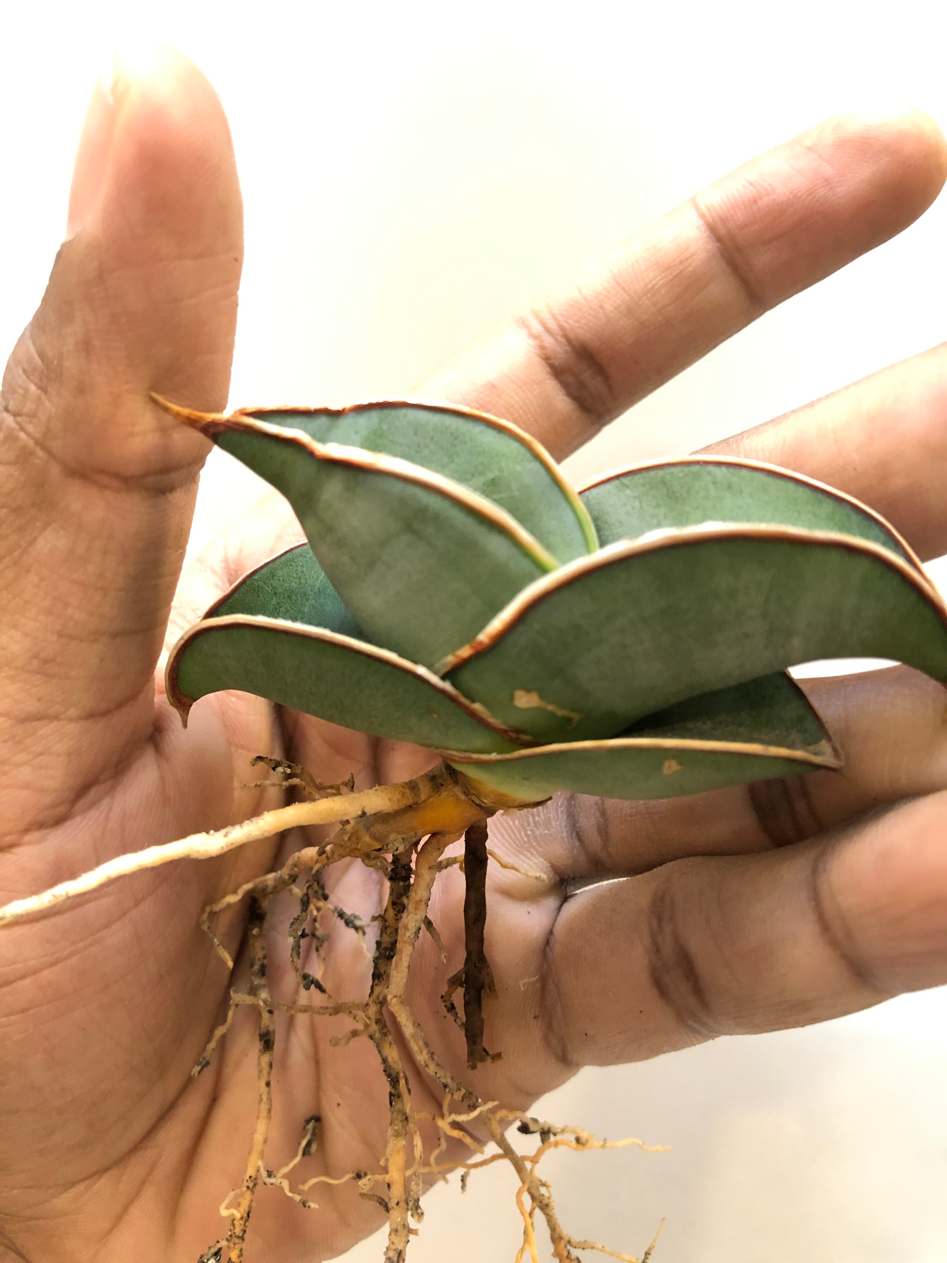 Sansevieria BANANA