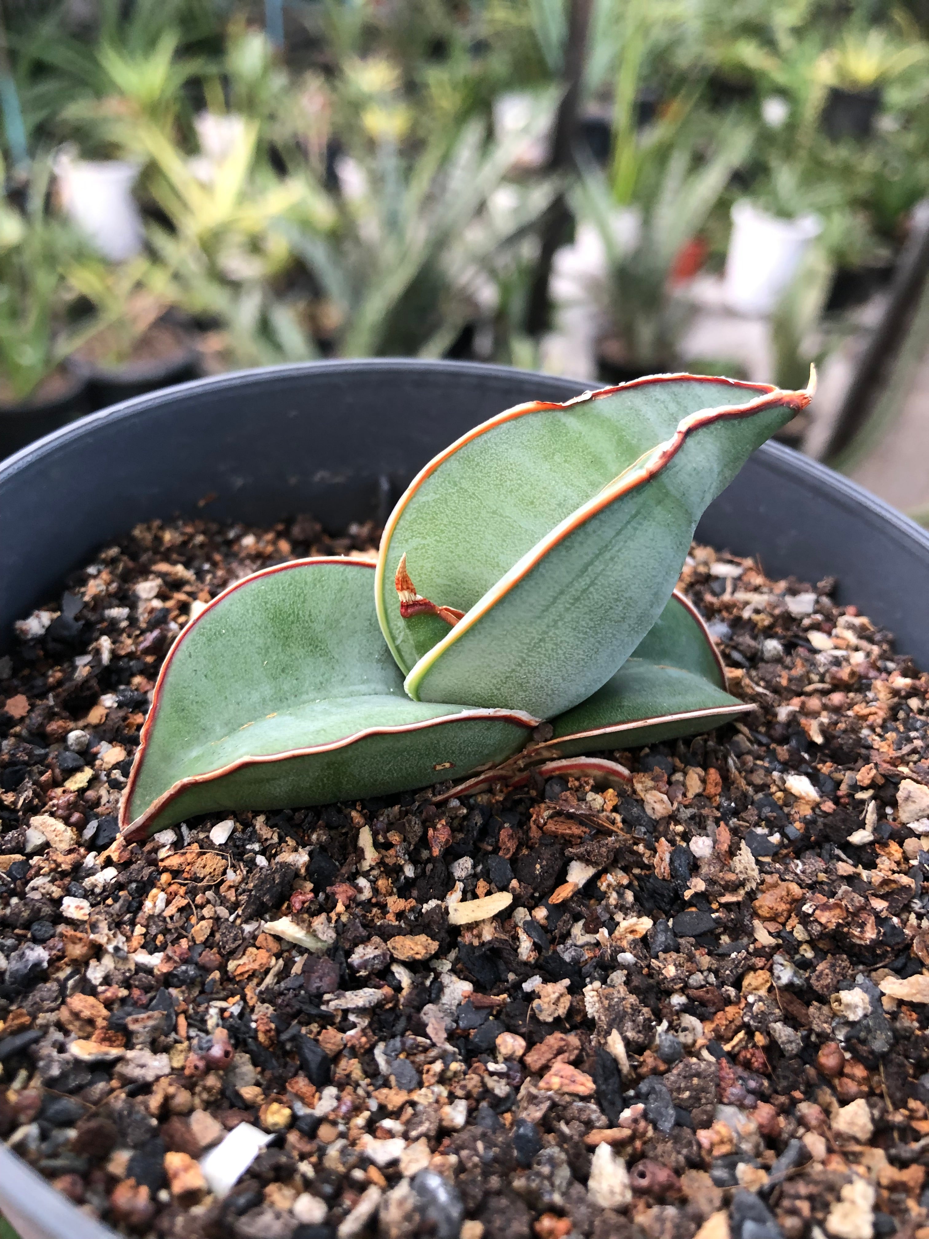 Sansevieria BANANA FAT