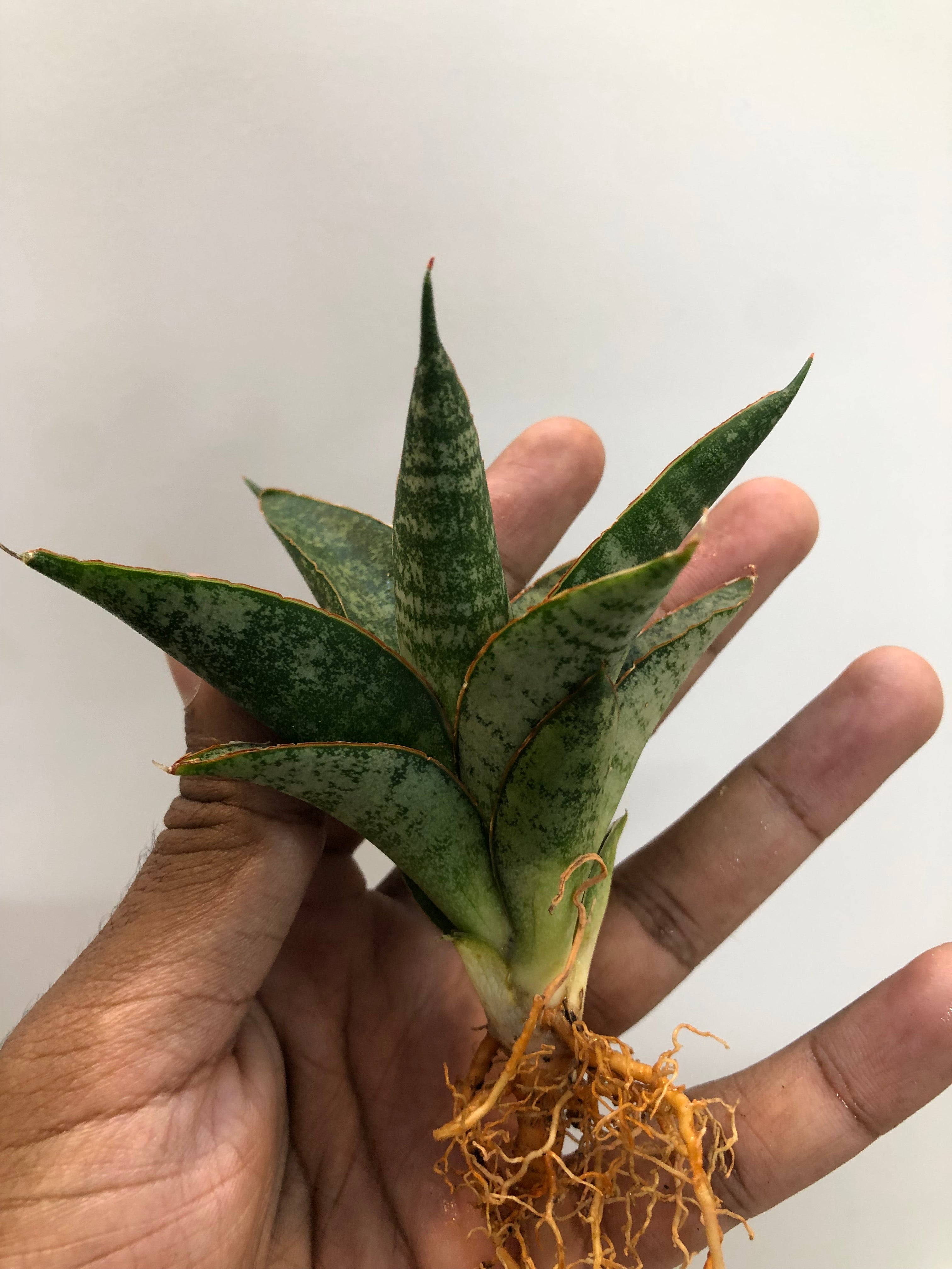 Sansevieria TELETUBBIES