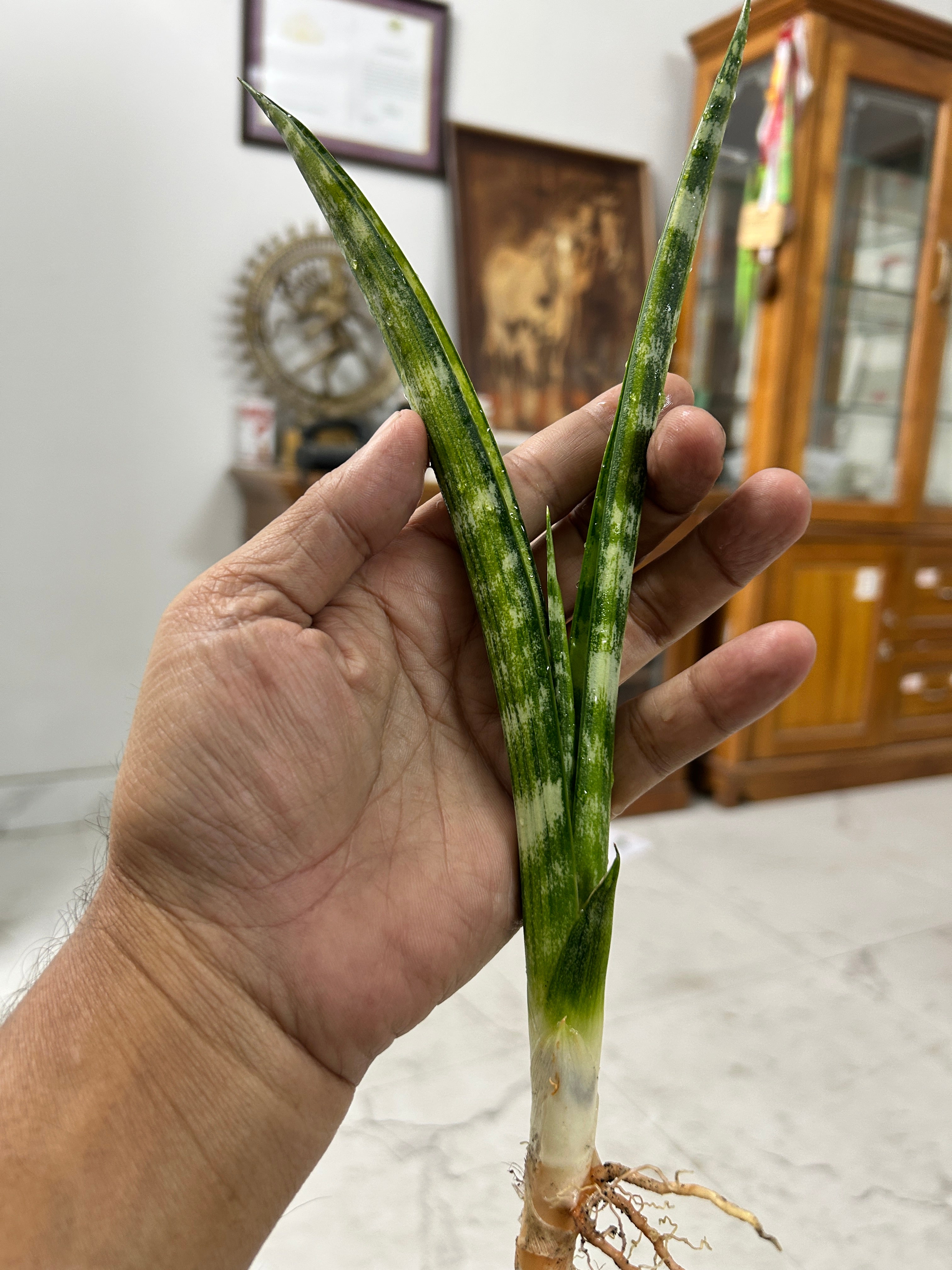 Sansevieria FERNWOOD VARIEGATED
