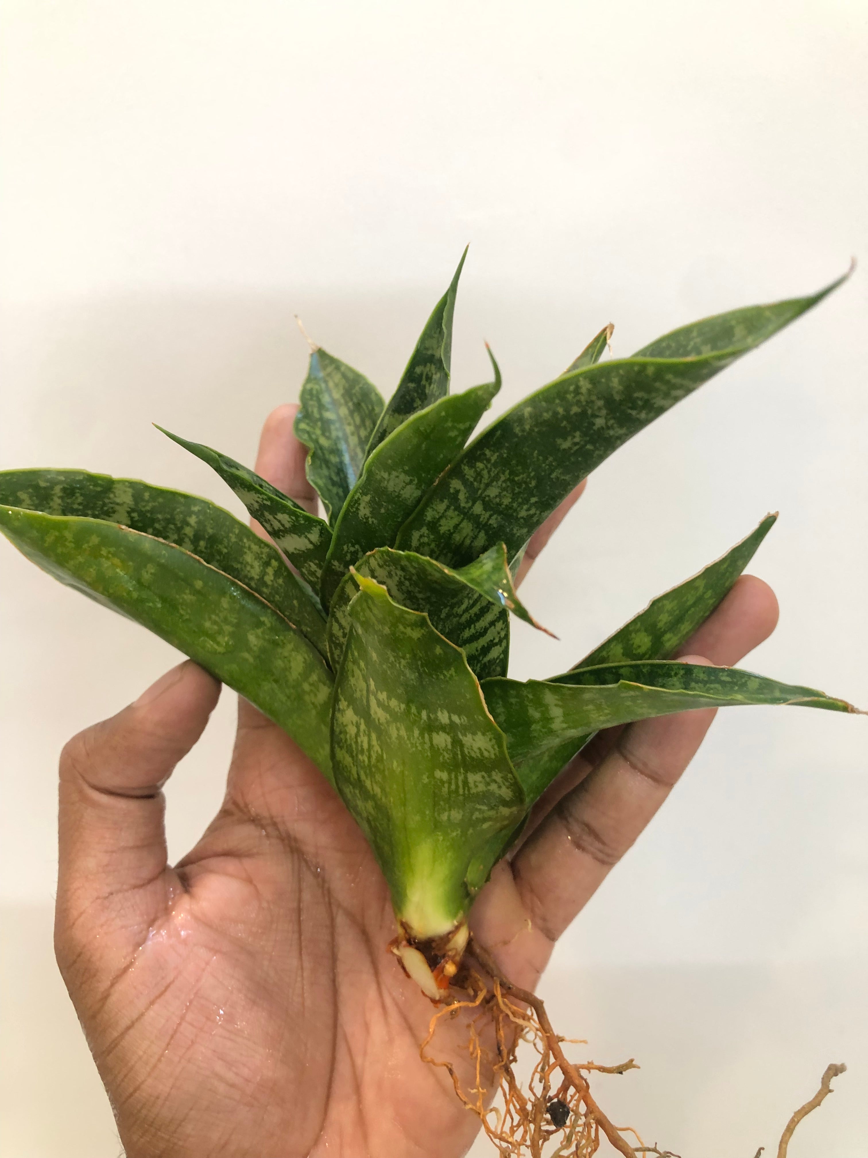 Sansevieria SINTA (THATS HOW MATA SITA IS ADDRESSED IN INDONESIA)