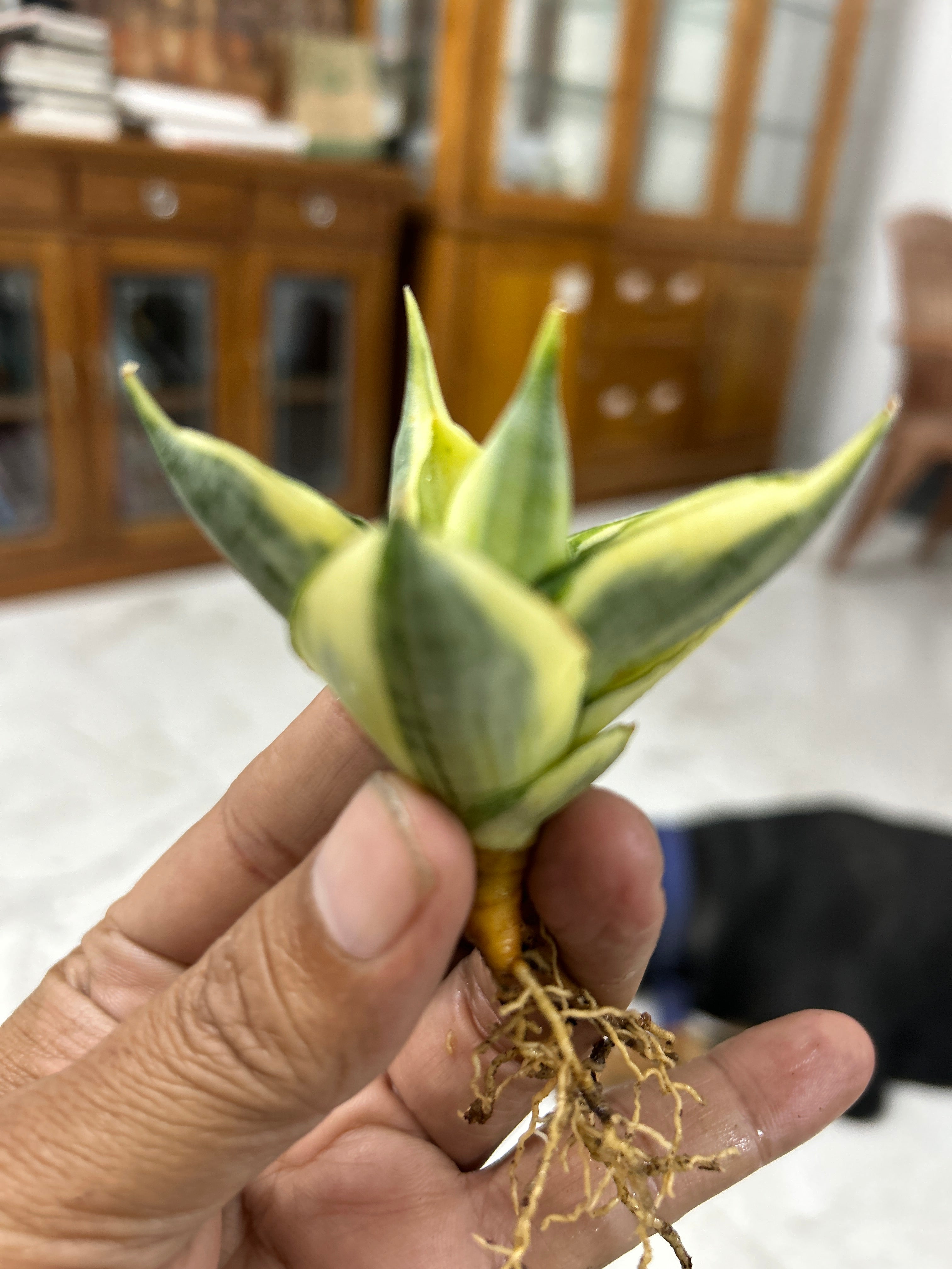 Sansevieria MANJA VARIEGATED