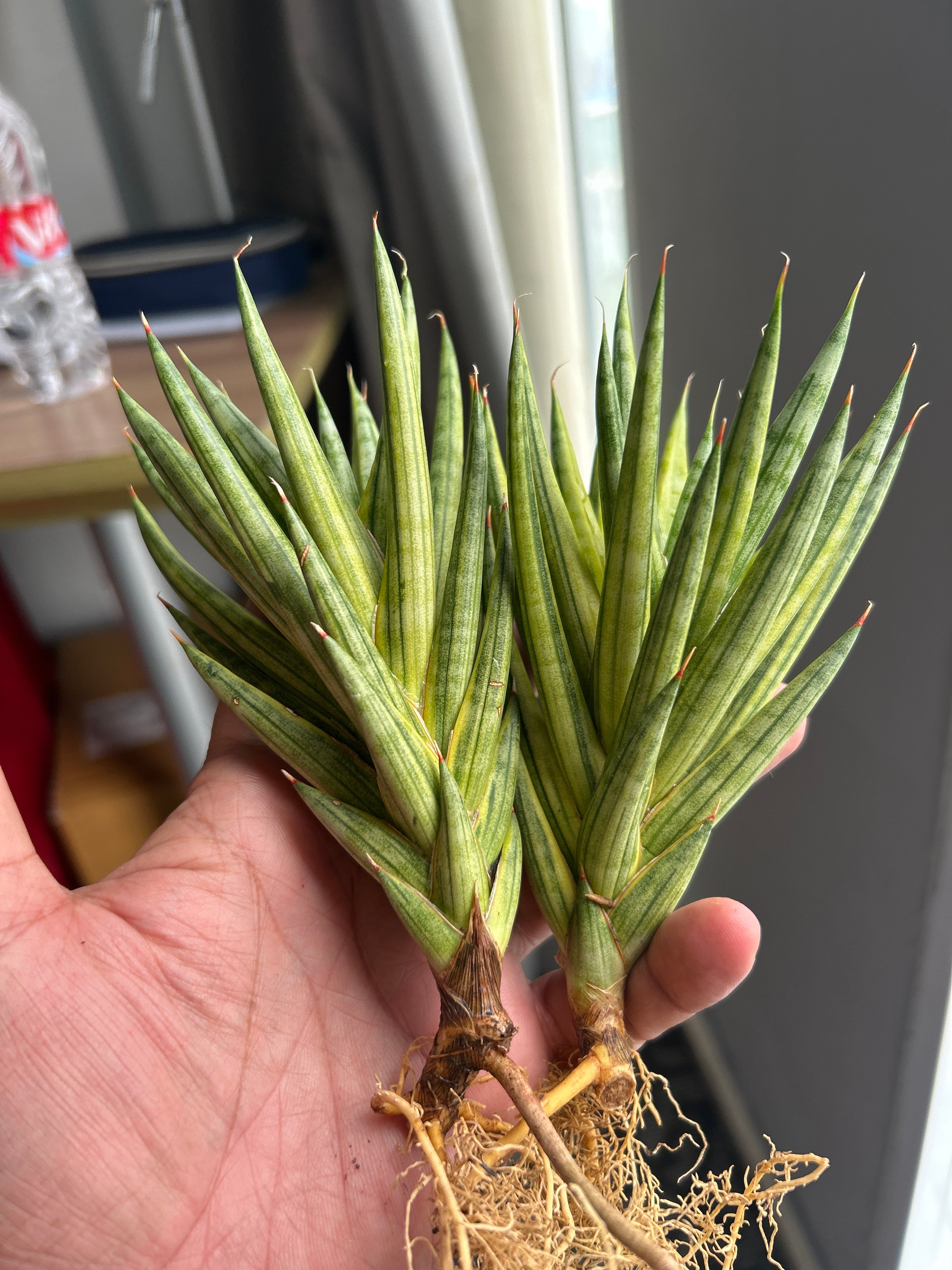 Sansevieria Francissi Yellow Var