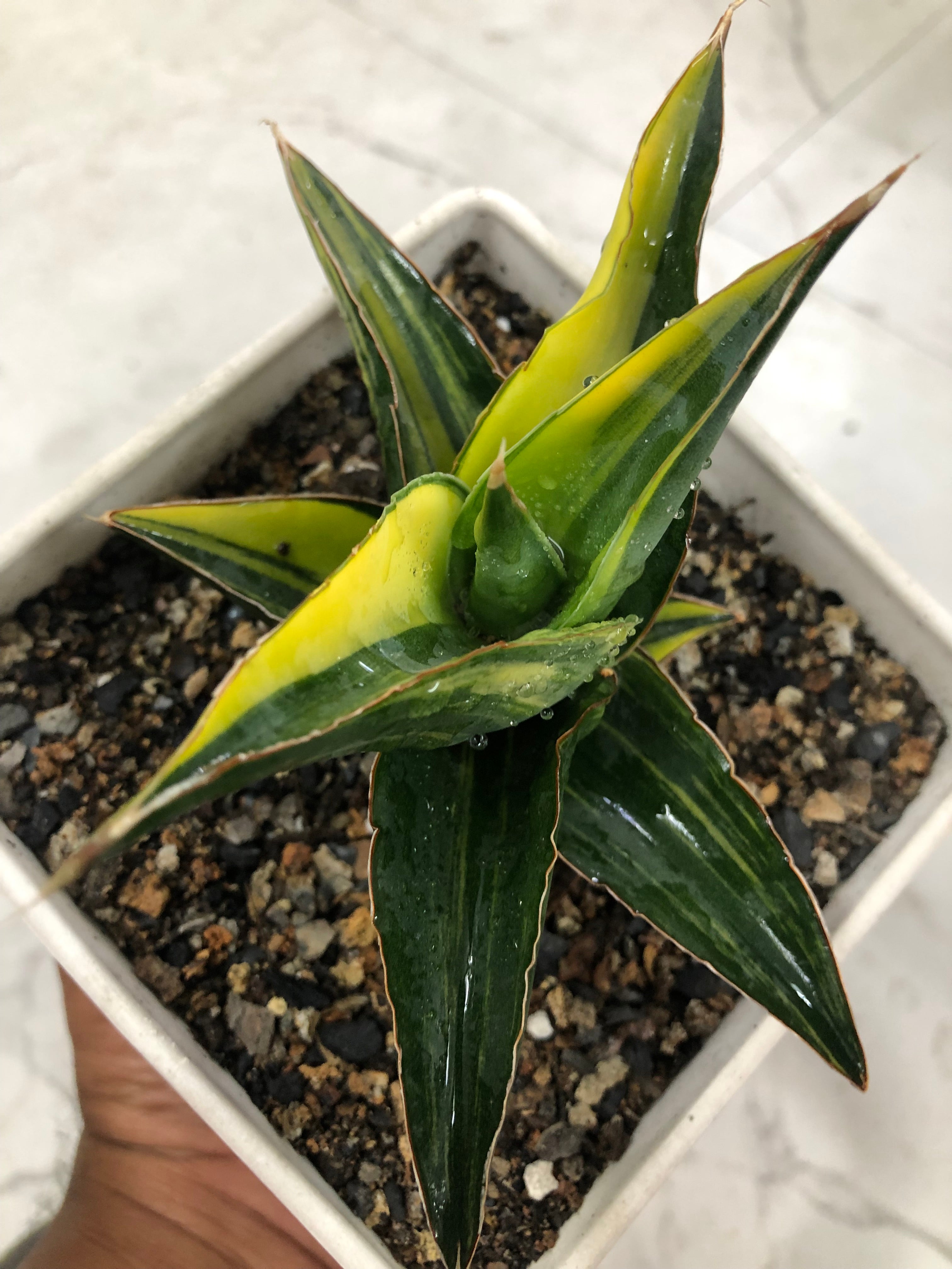 Sansevieria KUKU BIMA VARIEGATED