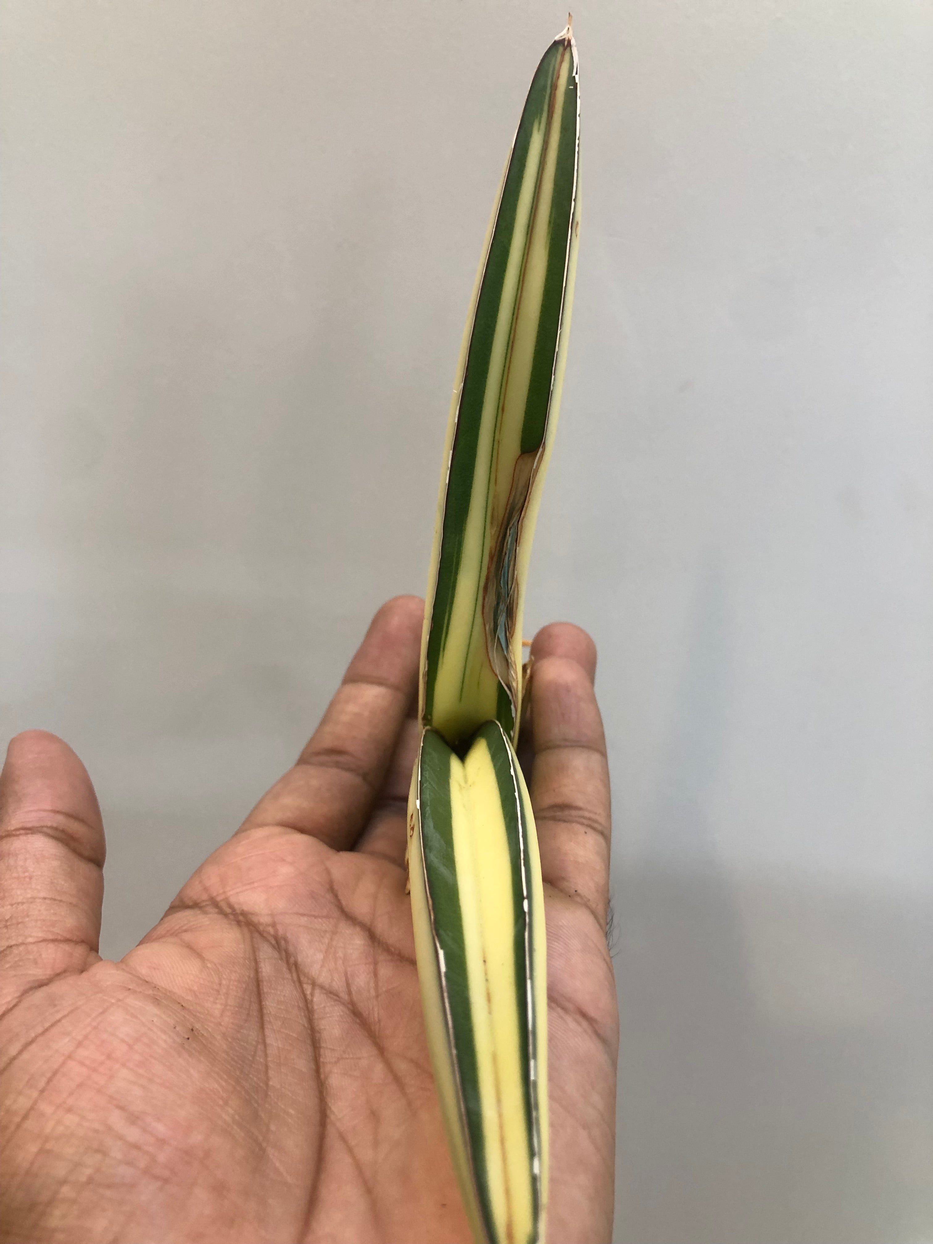 Sansevieria SALAF WHITE VAR
