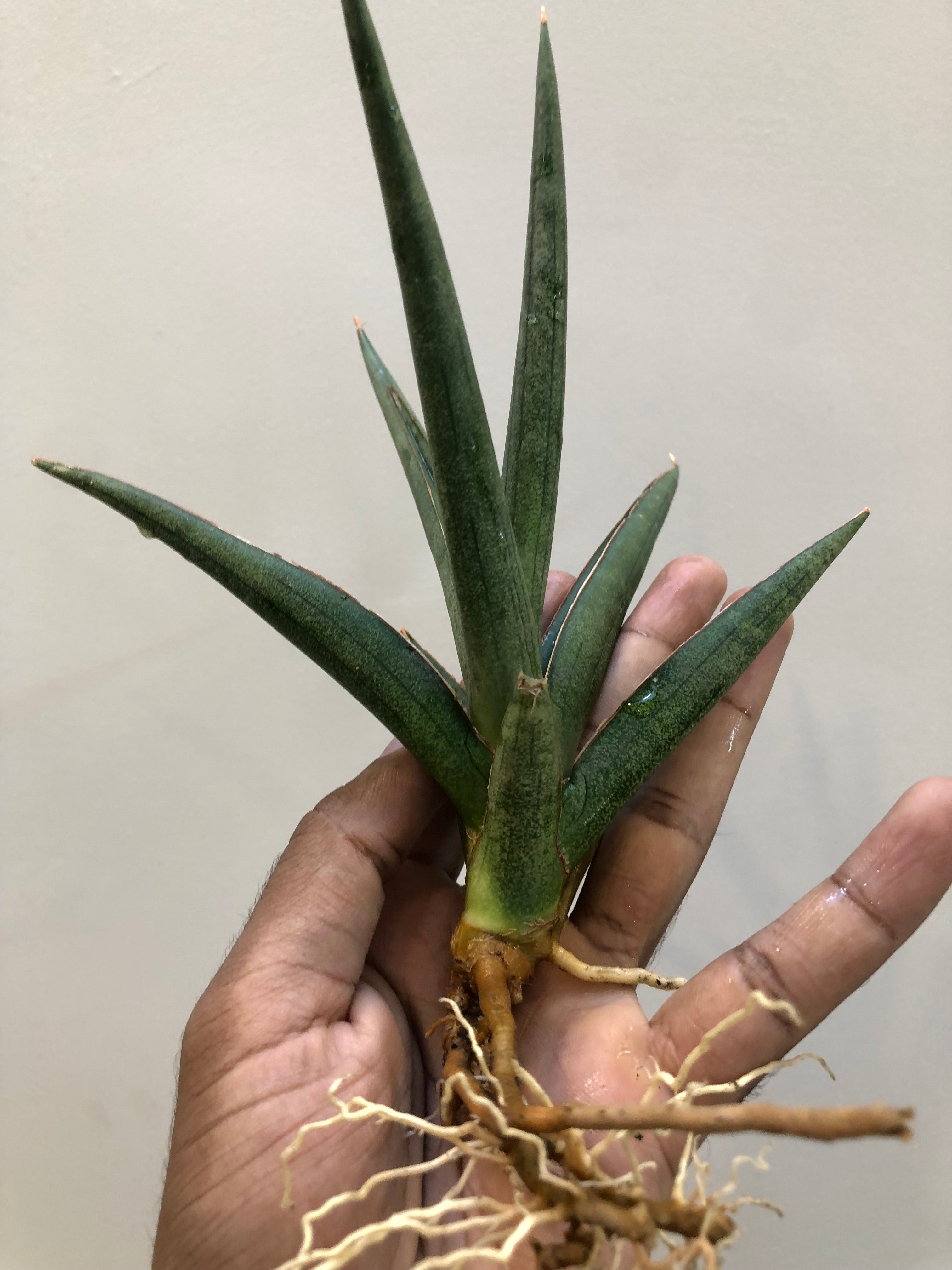 Sansevieria DAWWA