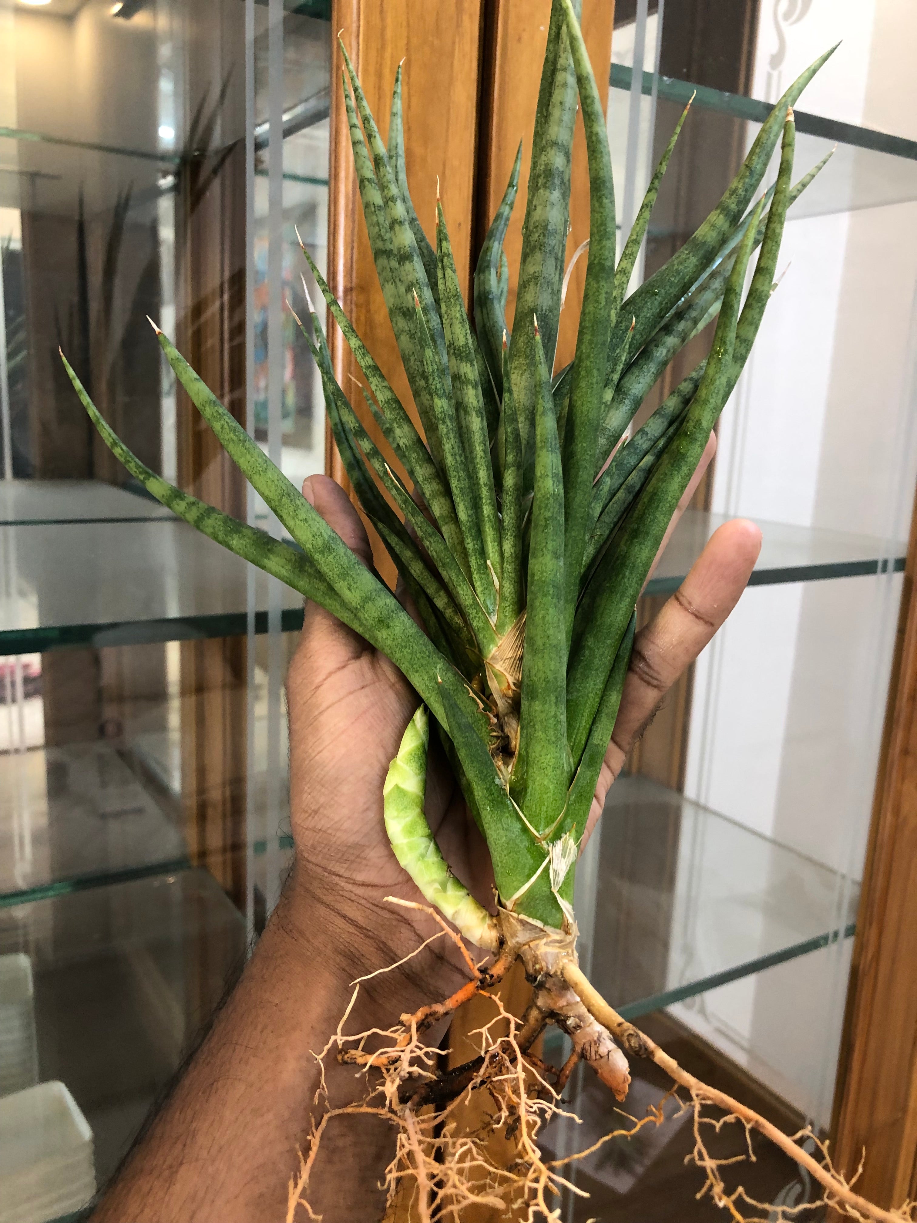 Sansevieria BUNLUE TORCH GREEN