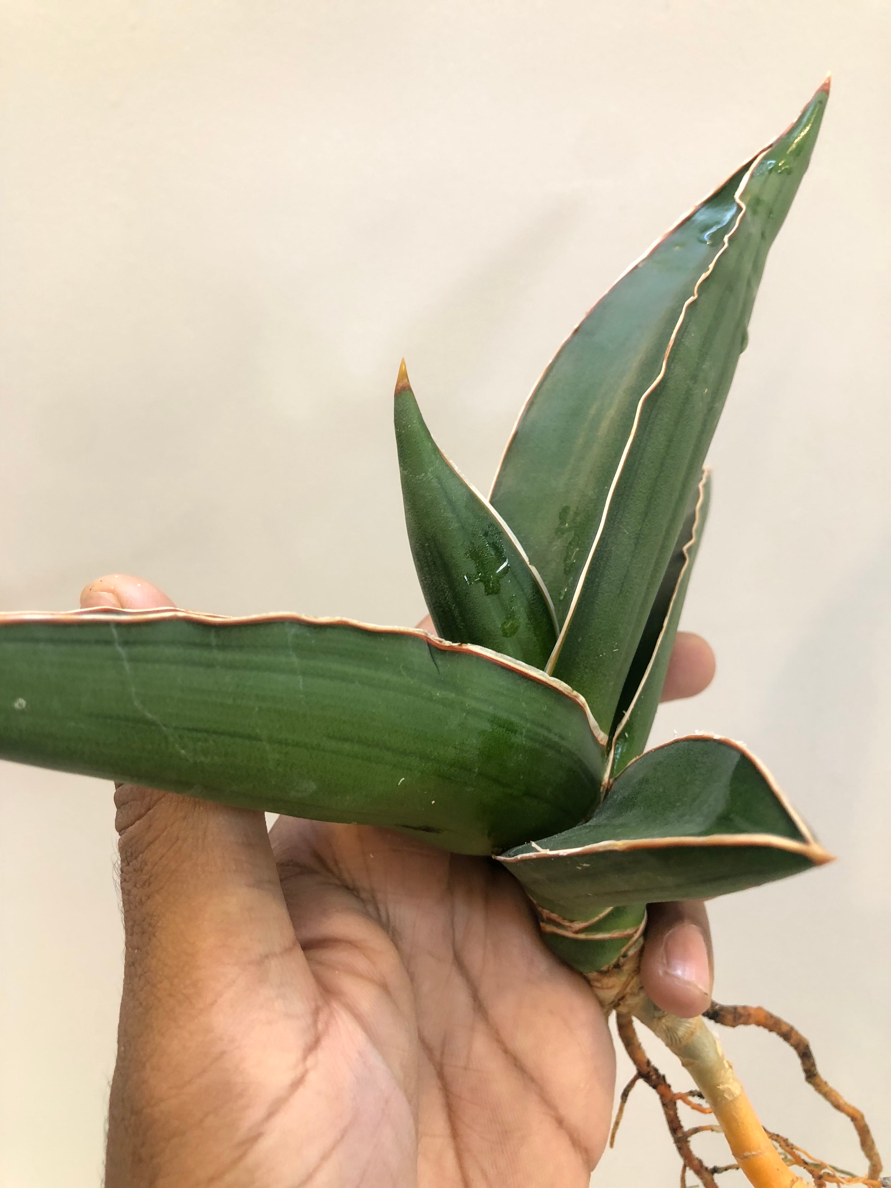 Sansevieria Samurai Snake Plant