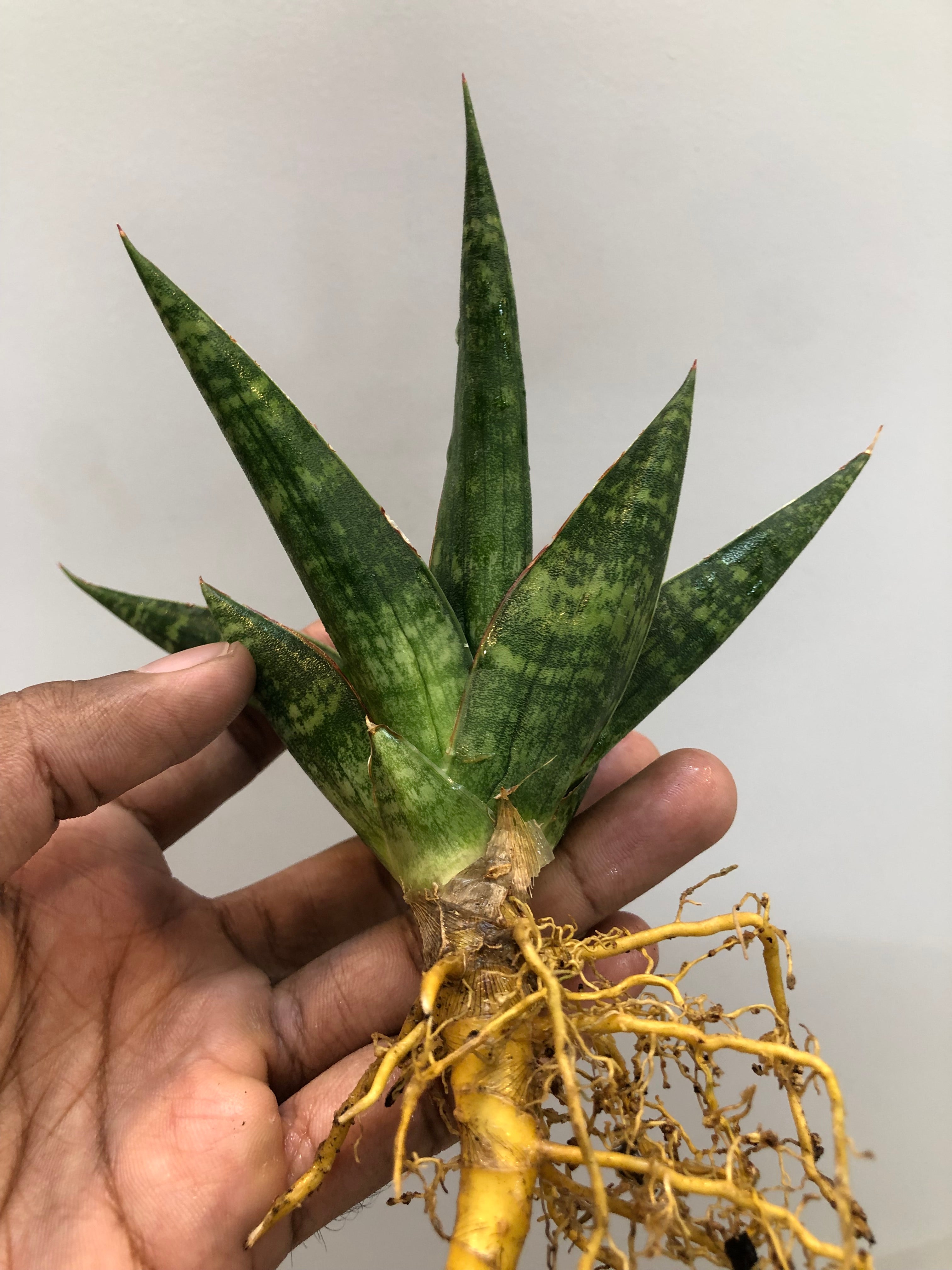 Sansevieria STAR GATE LARGE