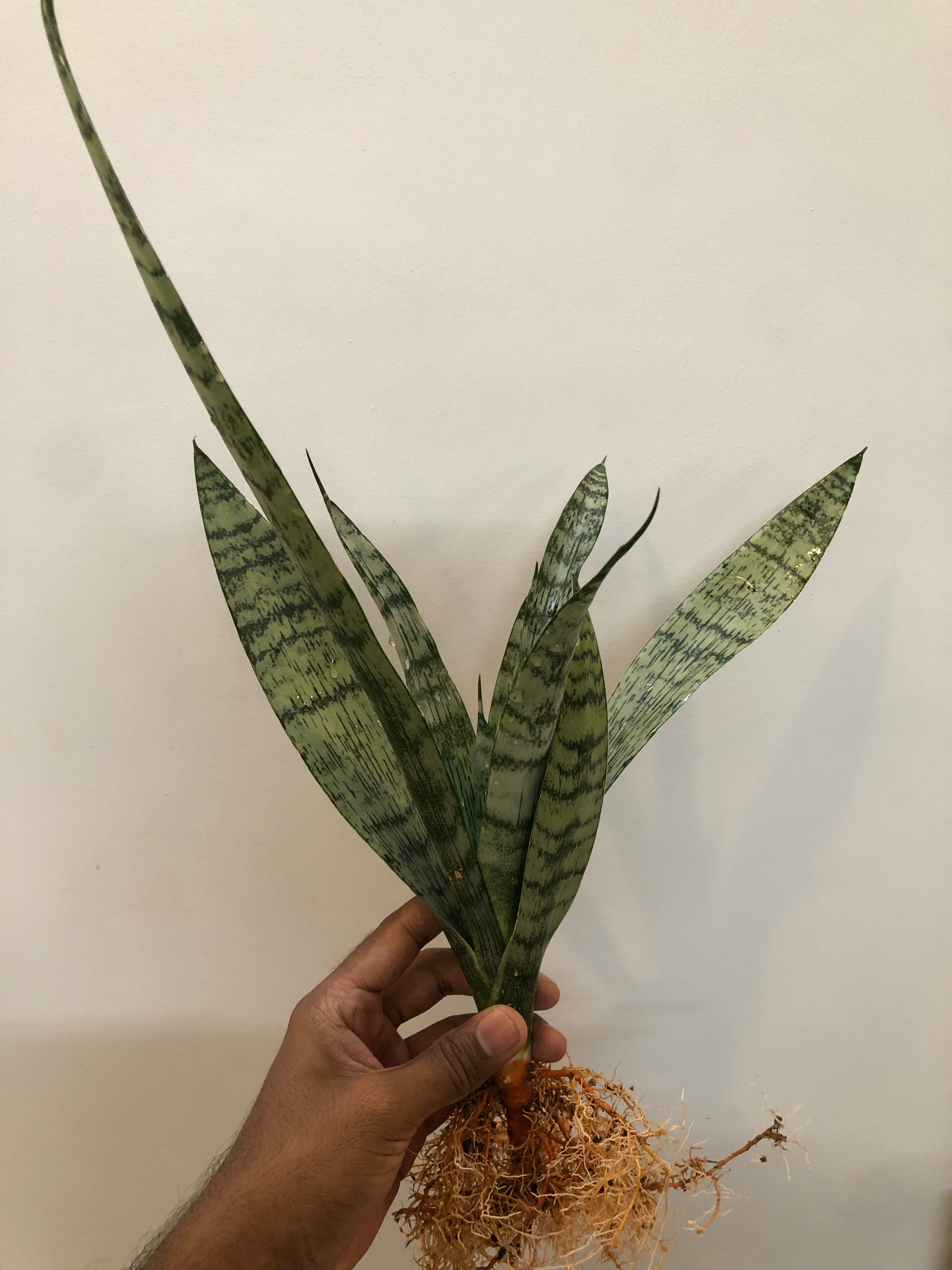 Sansevieria EVEREST