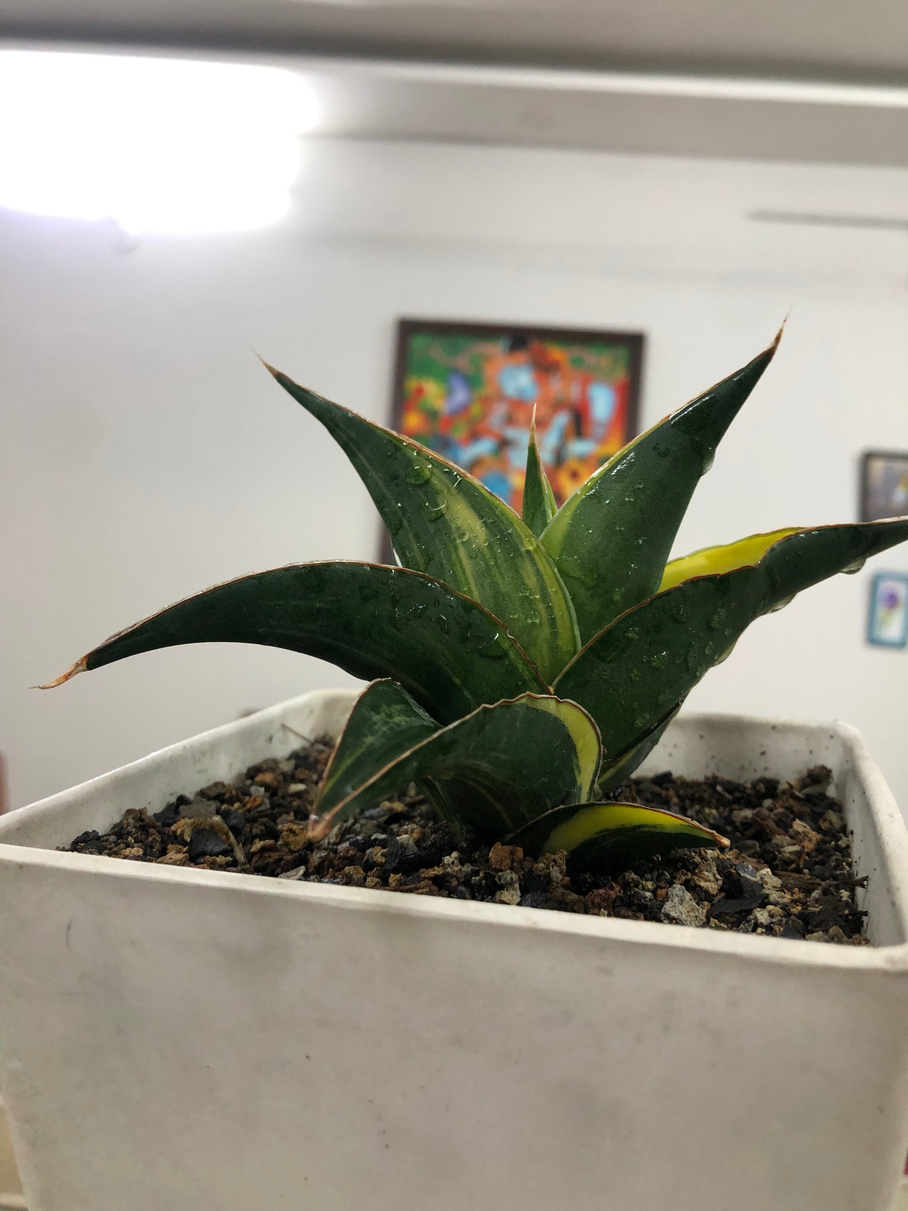 Sansevieria KUKU BIMA VARIEGATED