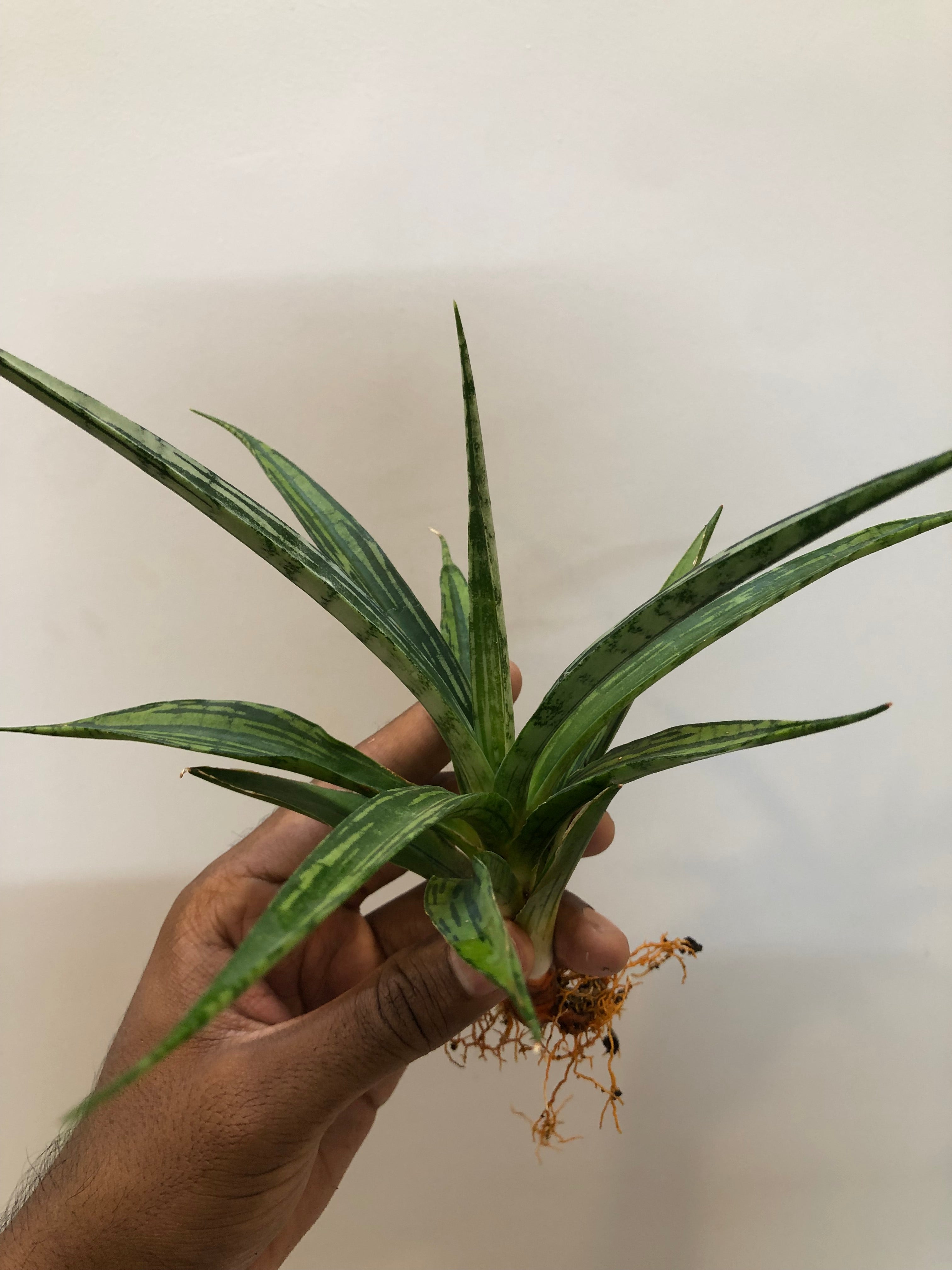 Sansevieria FON PRUM