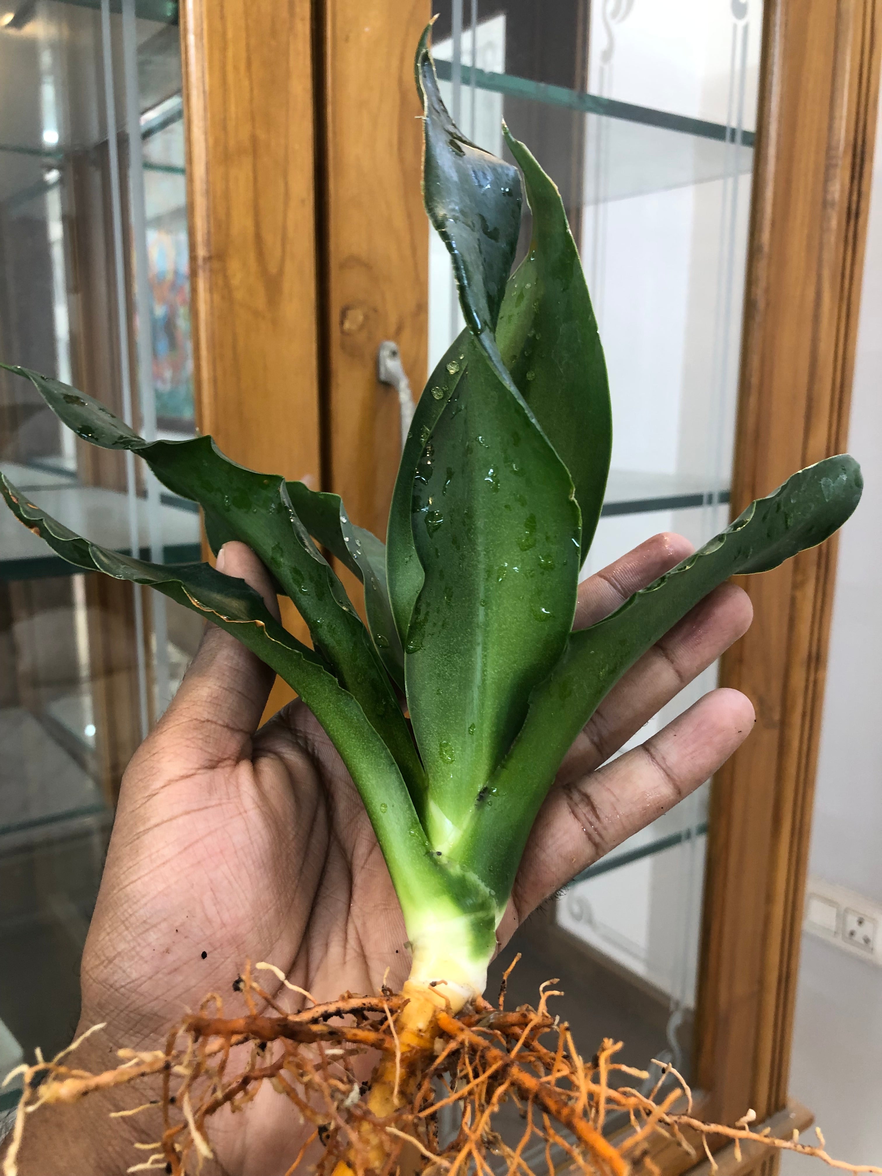 Sansevieria CHELOMITA