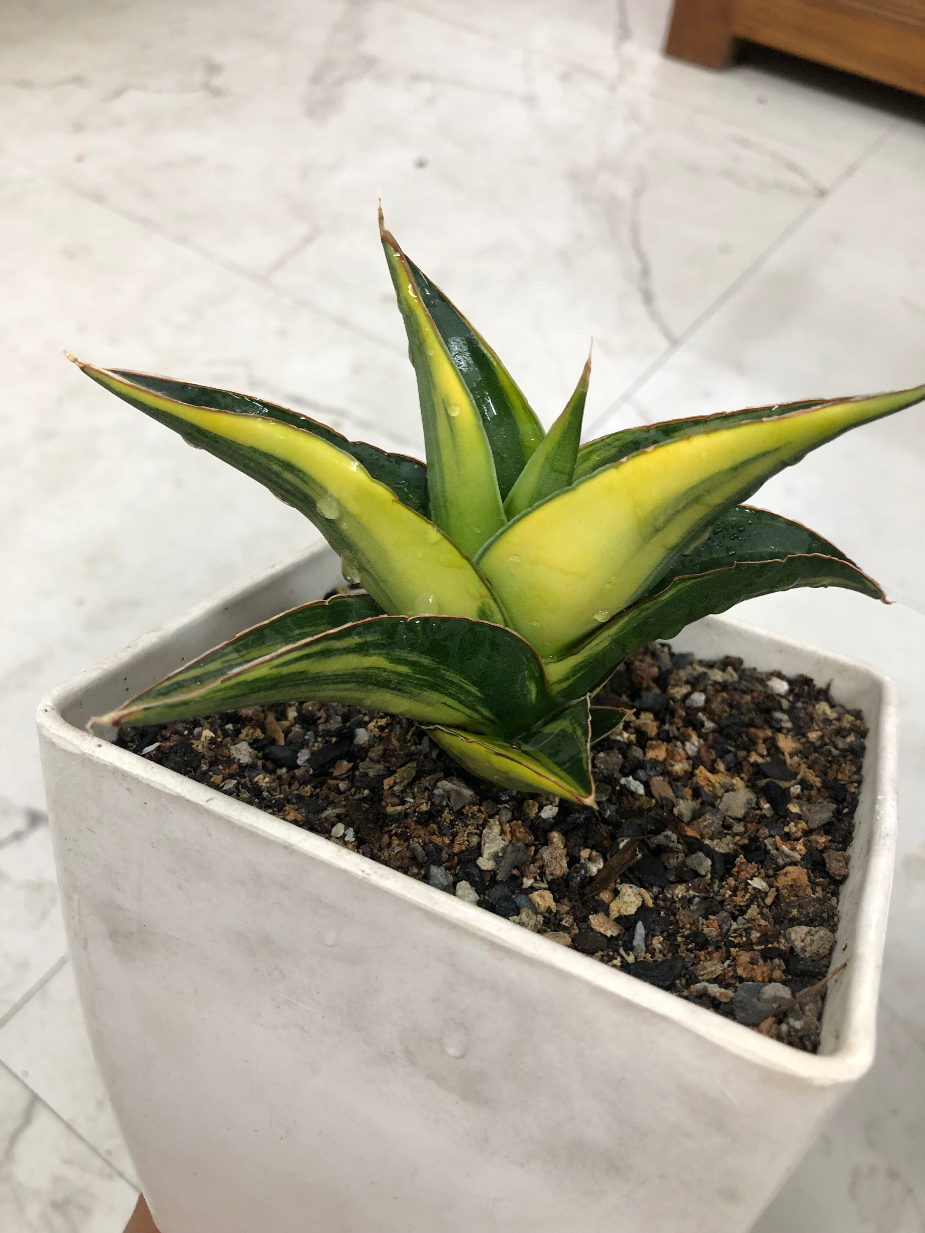Sansevieria KUKU BIMA VARIEGATED