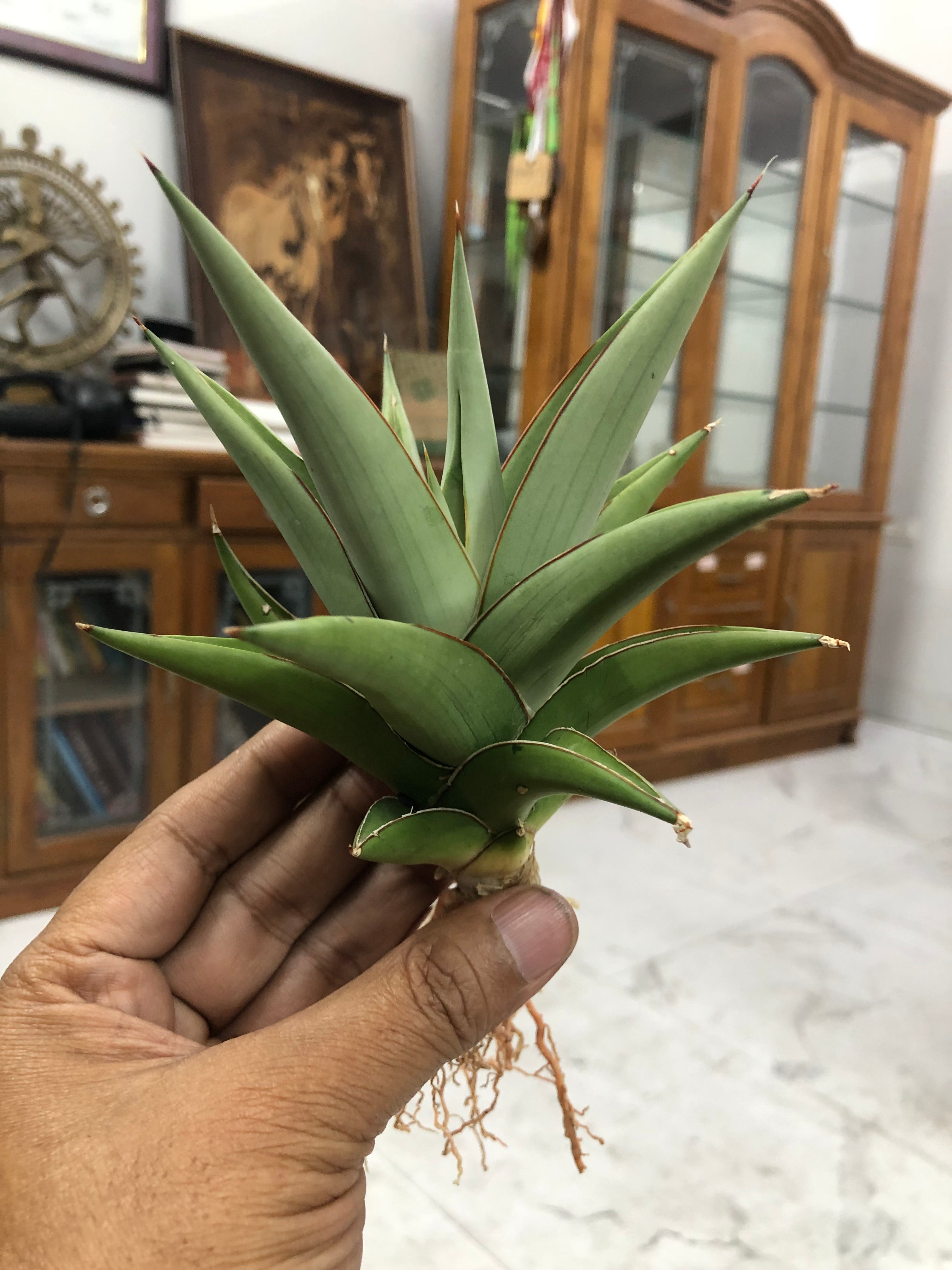 Sansevieria TOWER SILVER