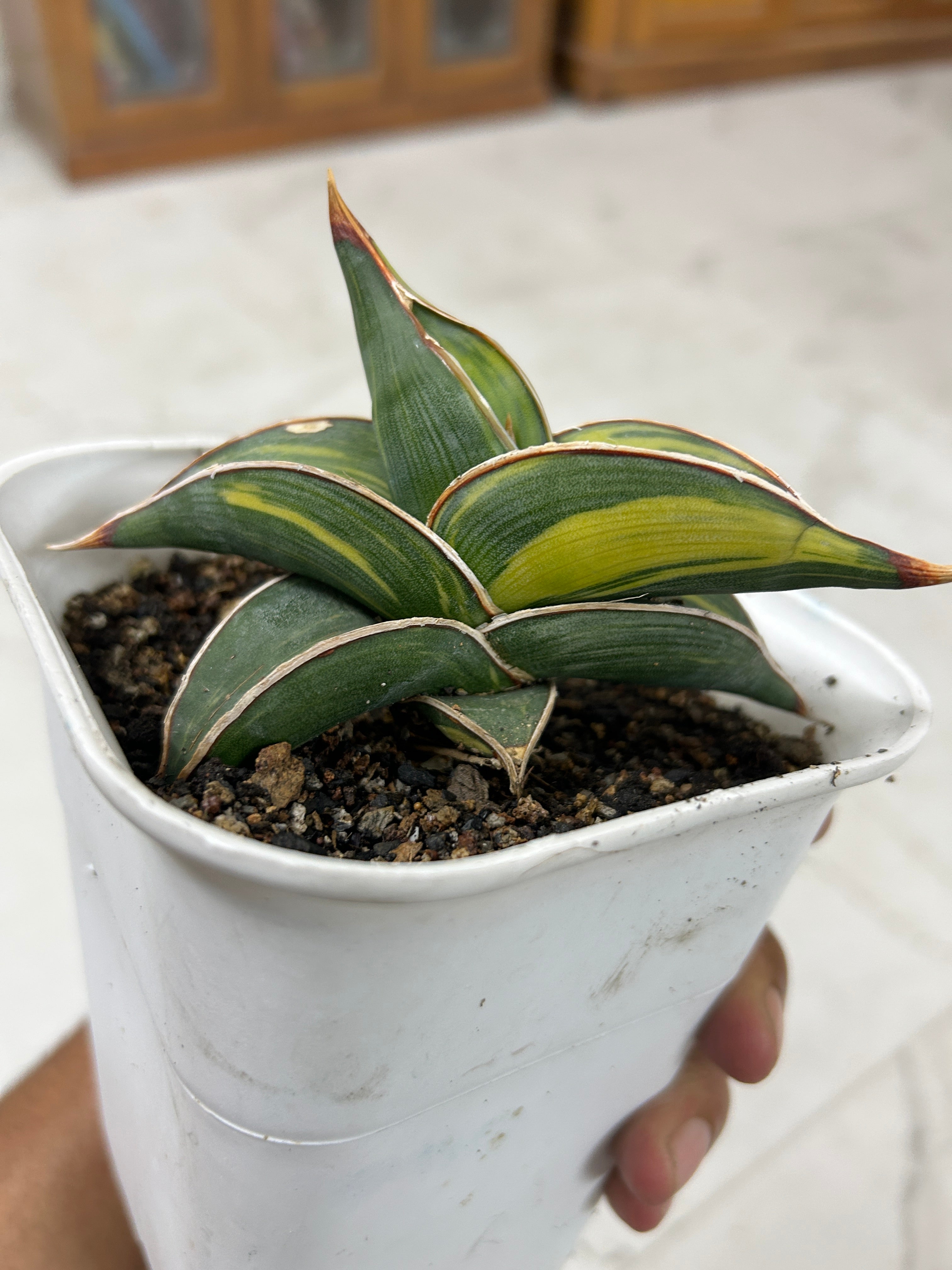 Sansevieria RORIDA VAR