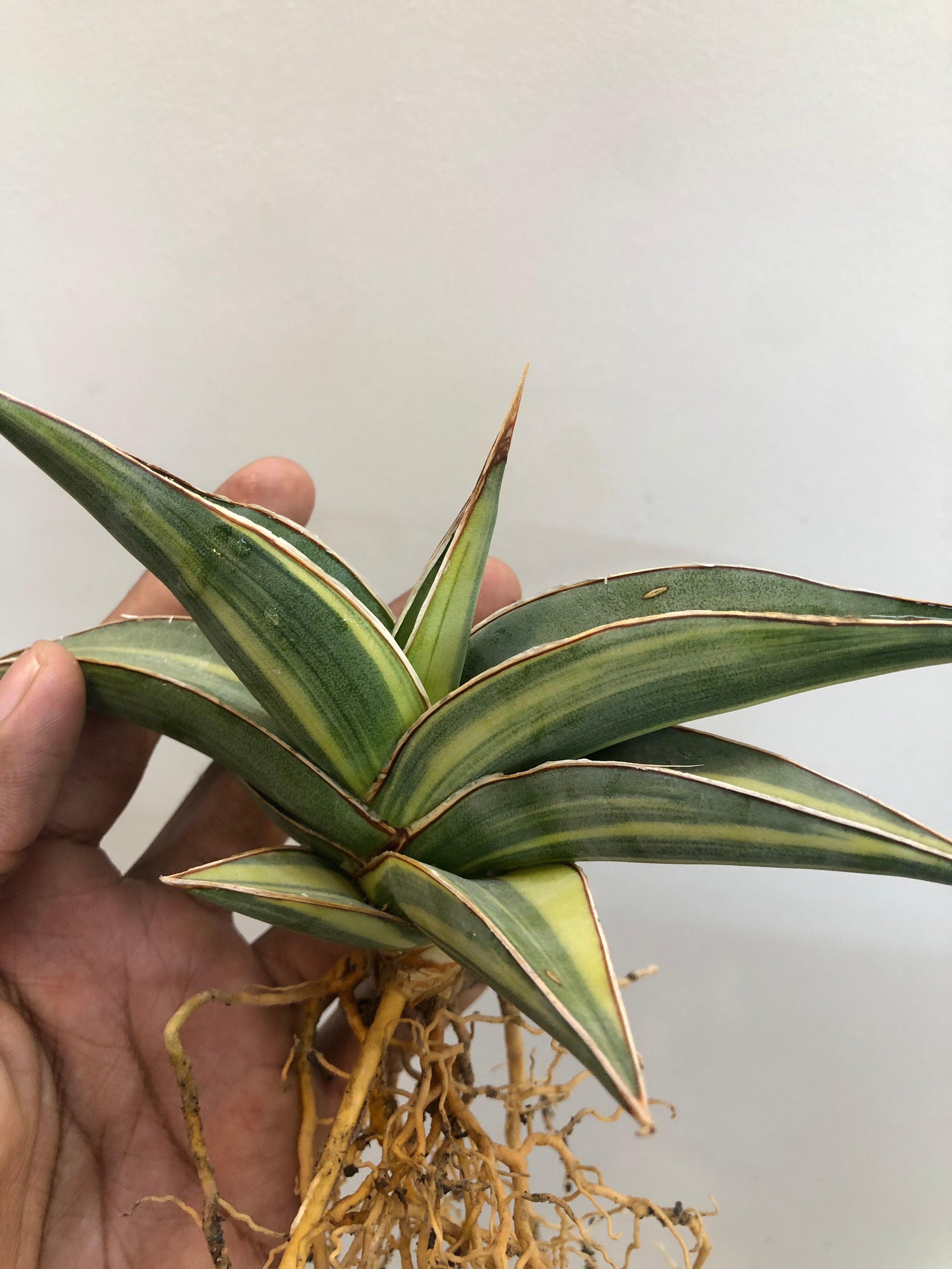 Sansevieria JBT SILVER