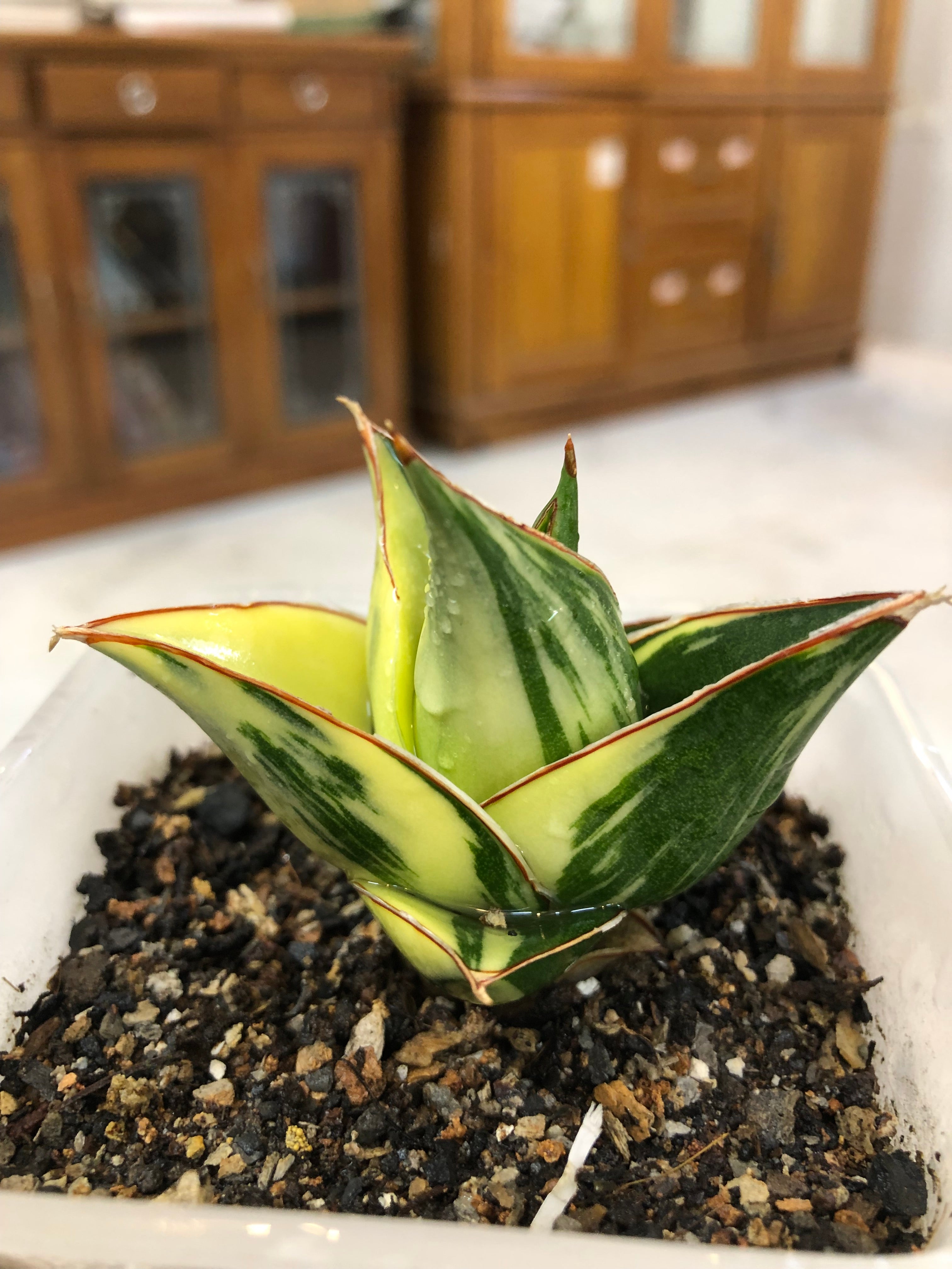 Sansevieria TOWER BLUE VARIEGATED WHITE