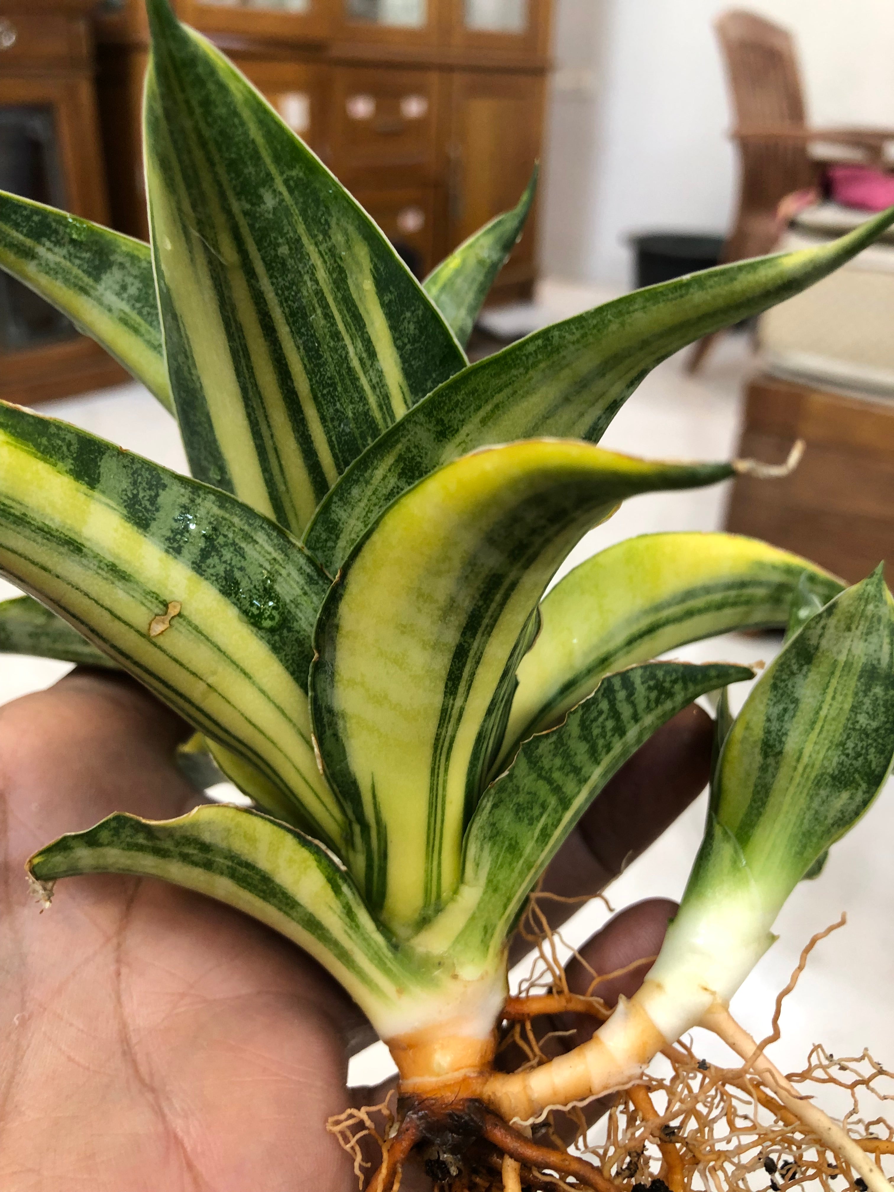 Sansevieria ARIELLA VARIEGATED