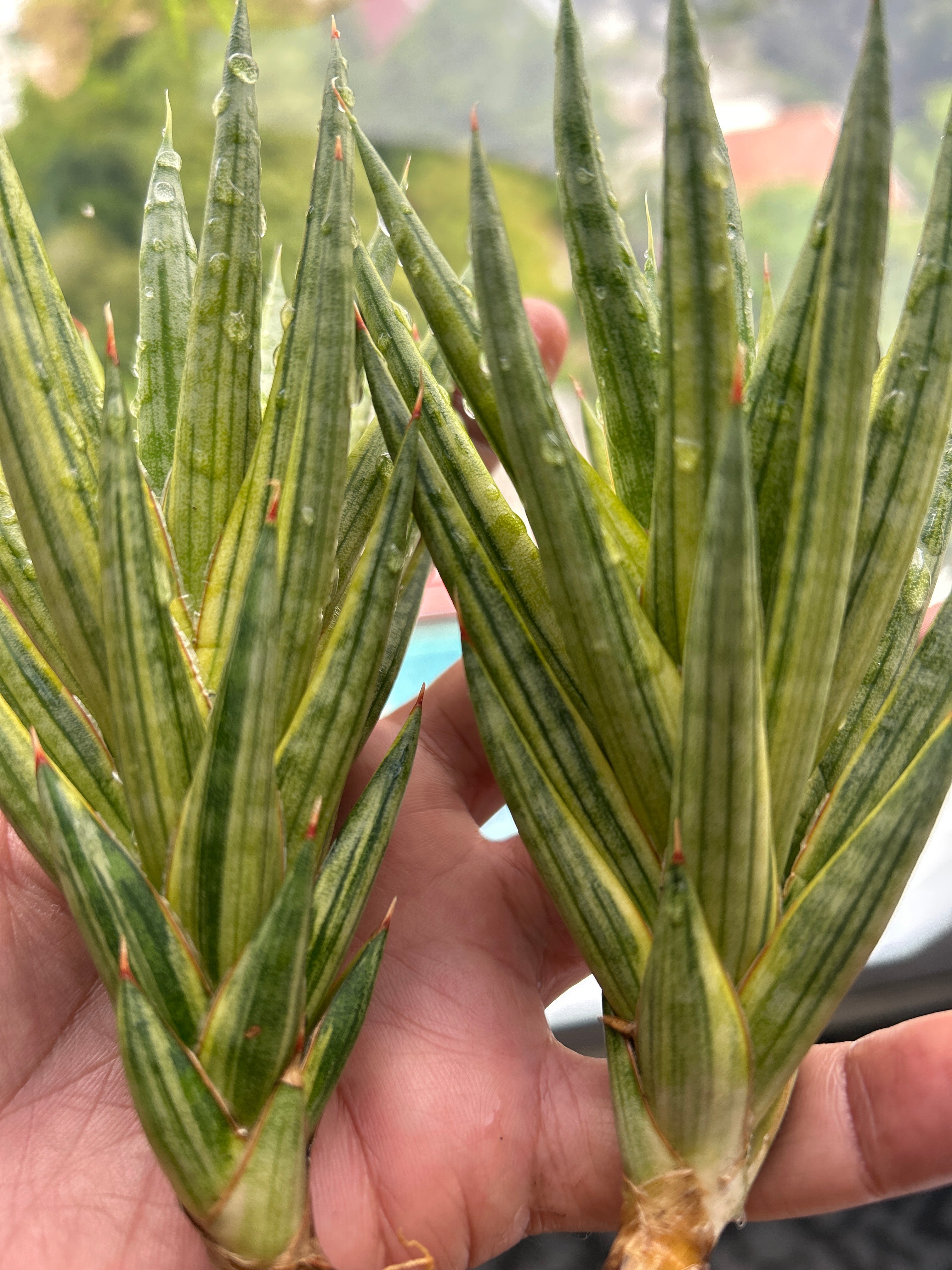 Sansevieria Francissi Yellow Var