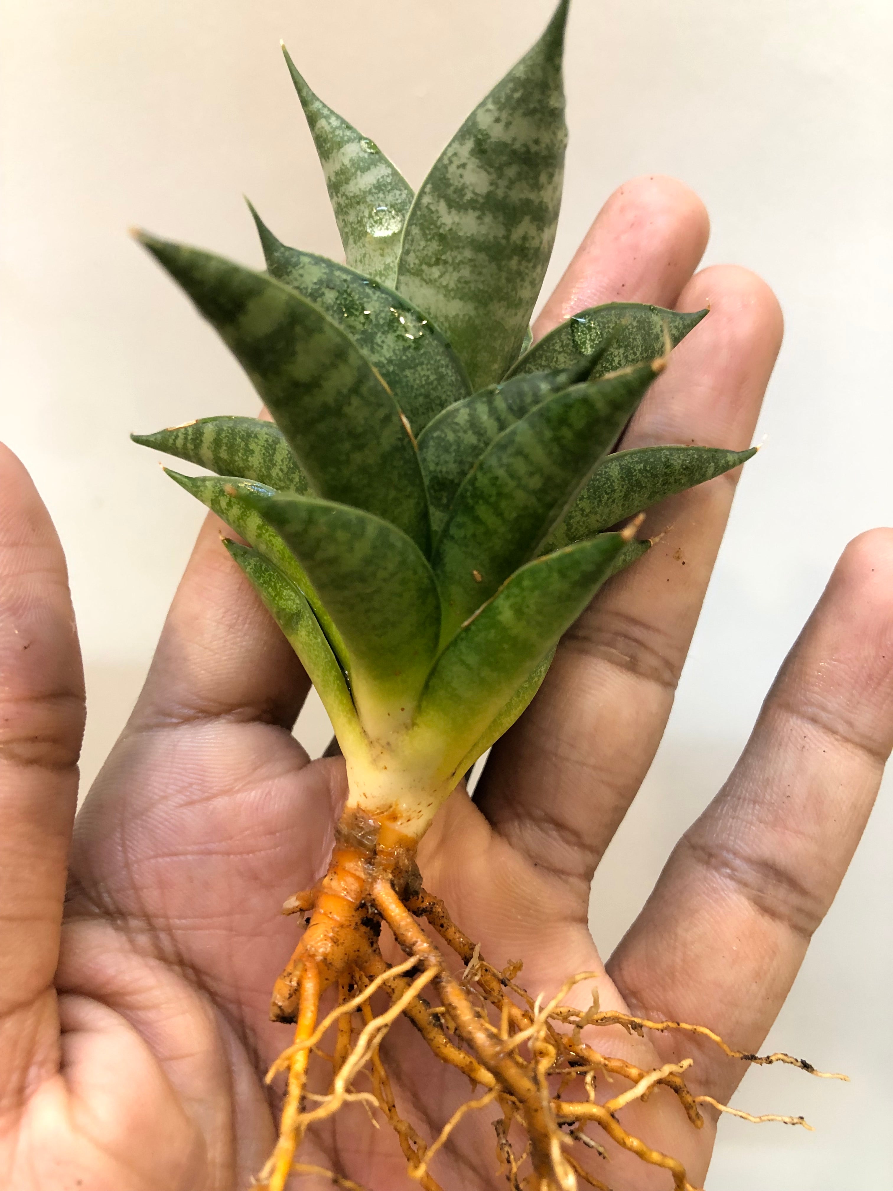 Sansevieria MINIONS