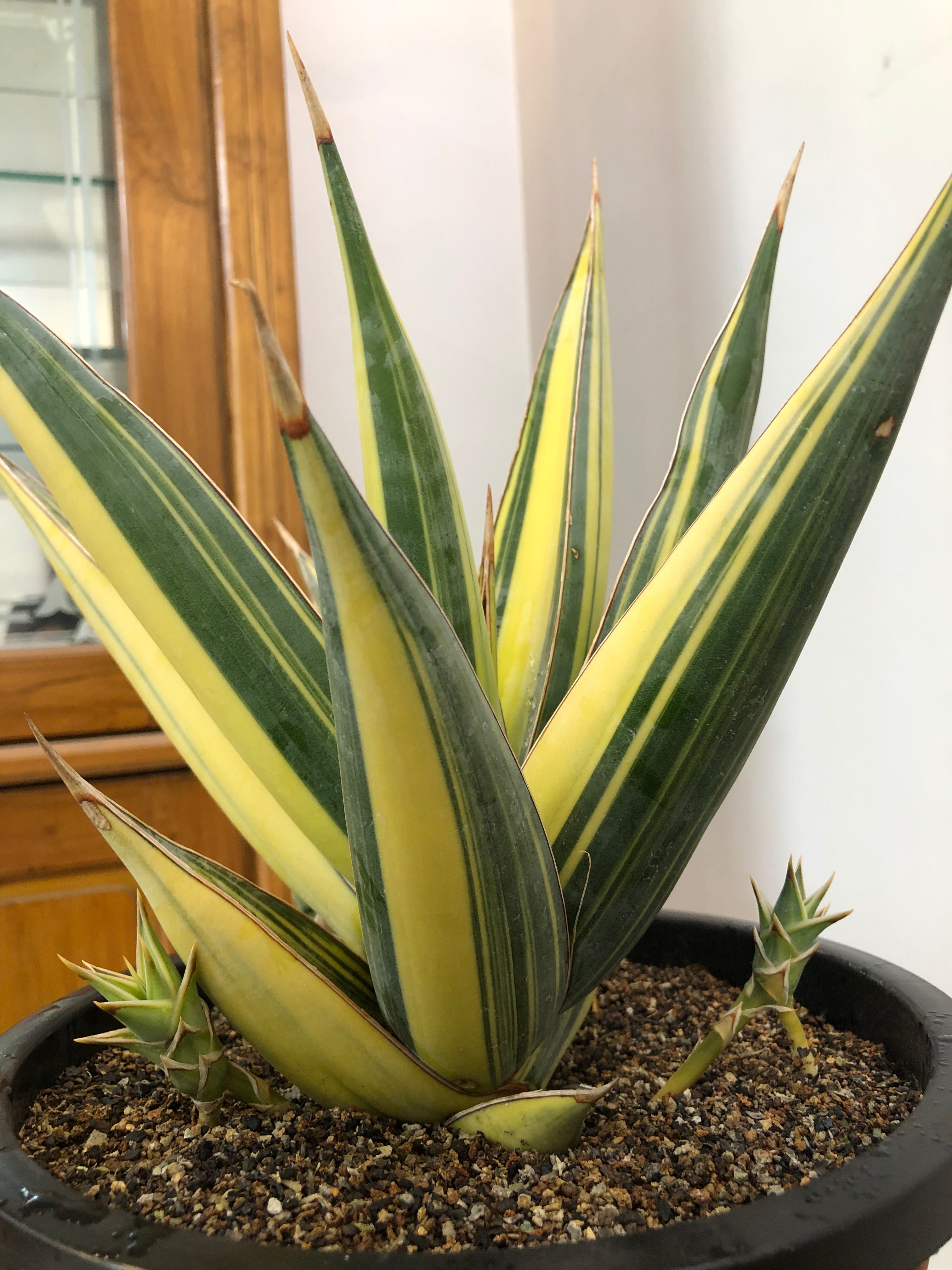 Sansevieria PINGUICULA VARIEGATED SPECIMEN