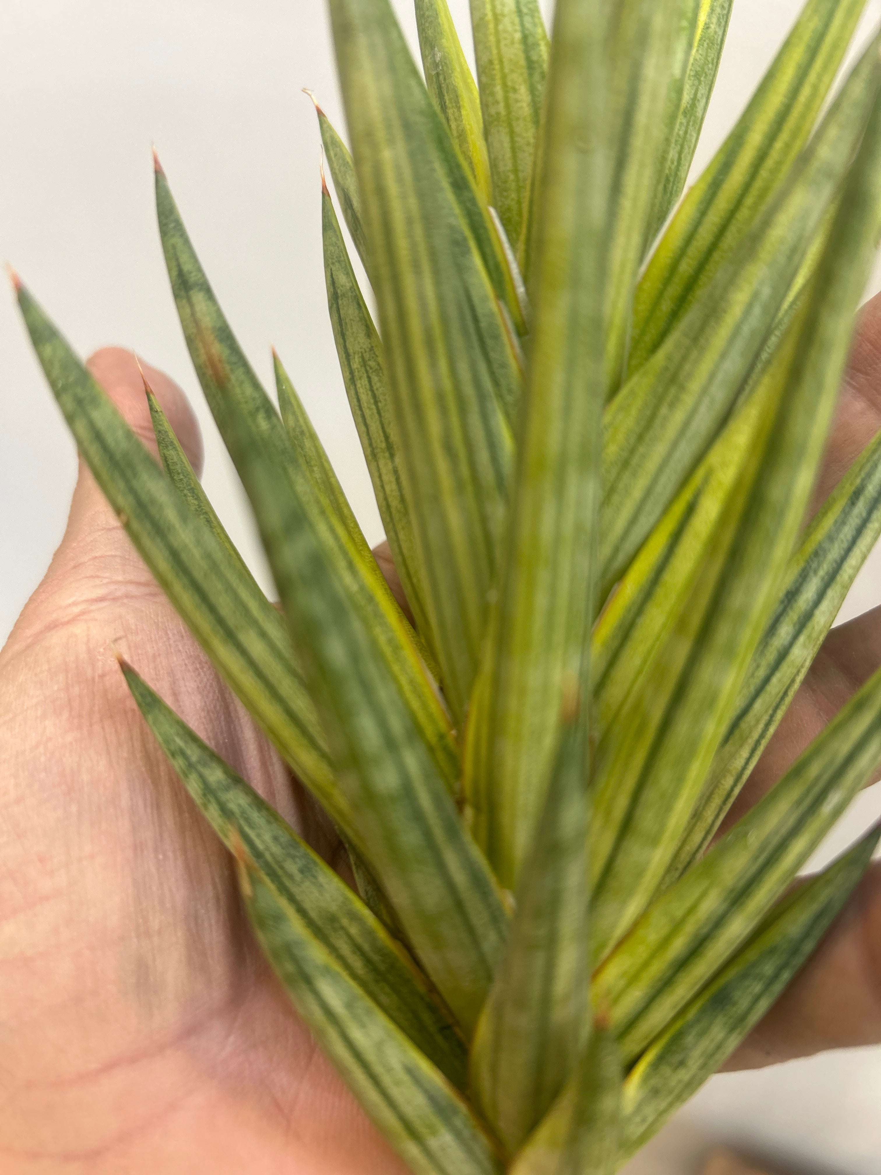 Sansevieria FRANCISSI YELLOW VARIEGATED