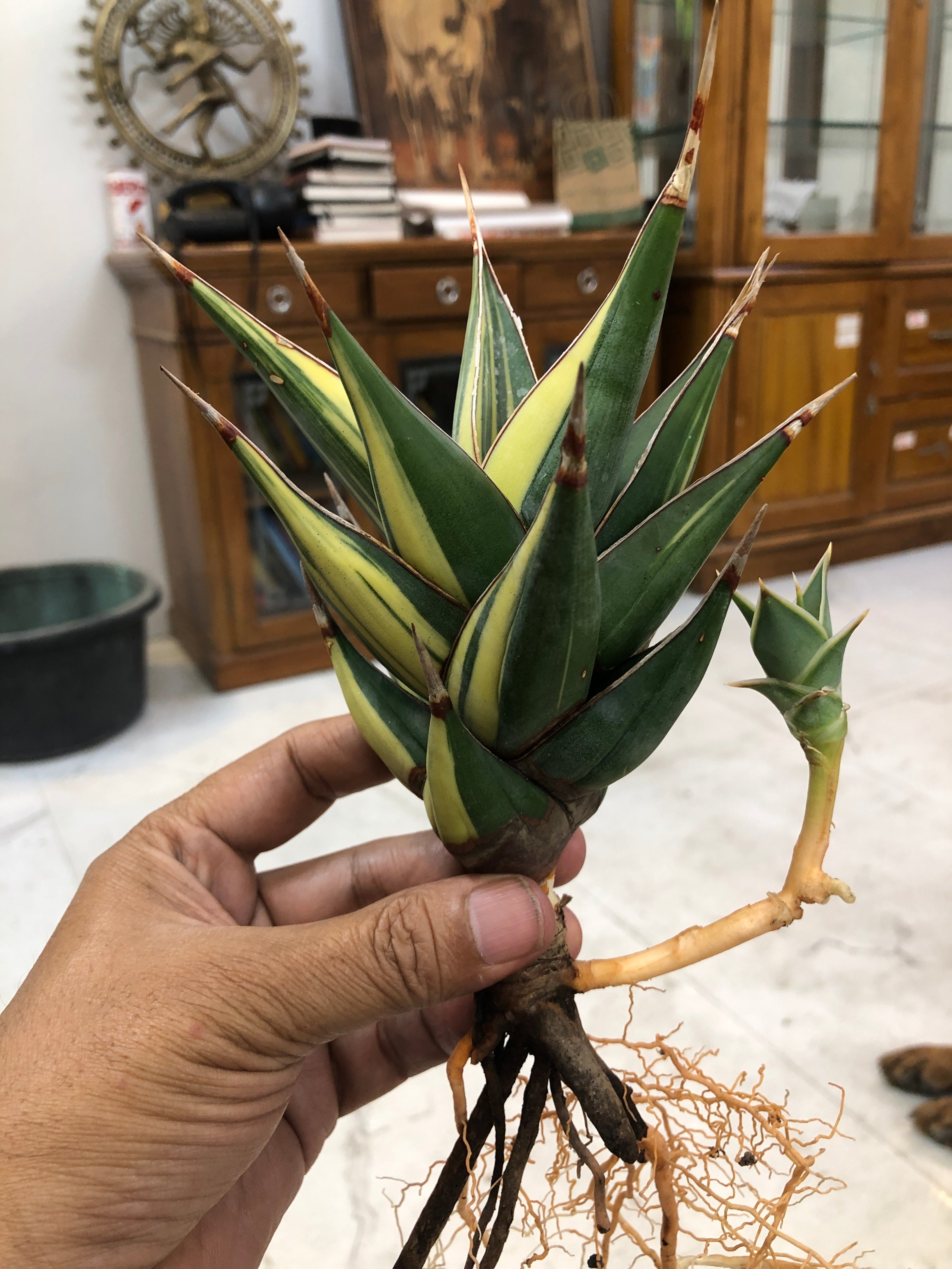 Sansevieria PINGUICULA VARIEGATED