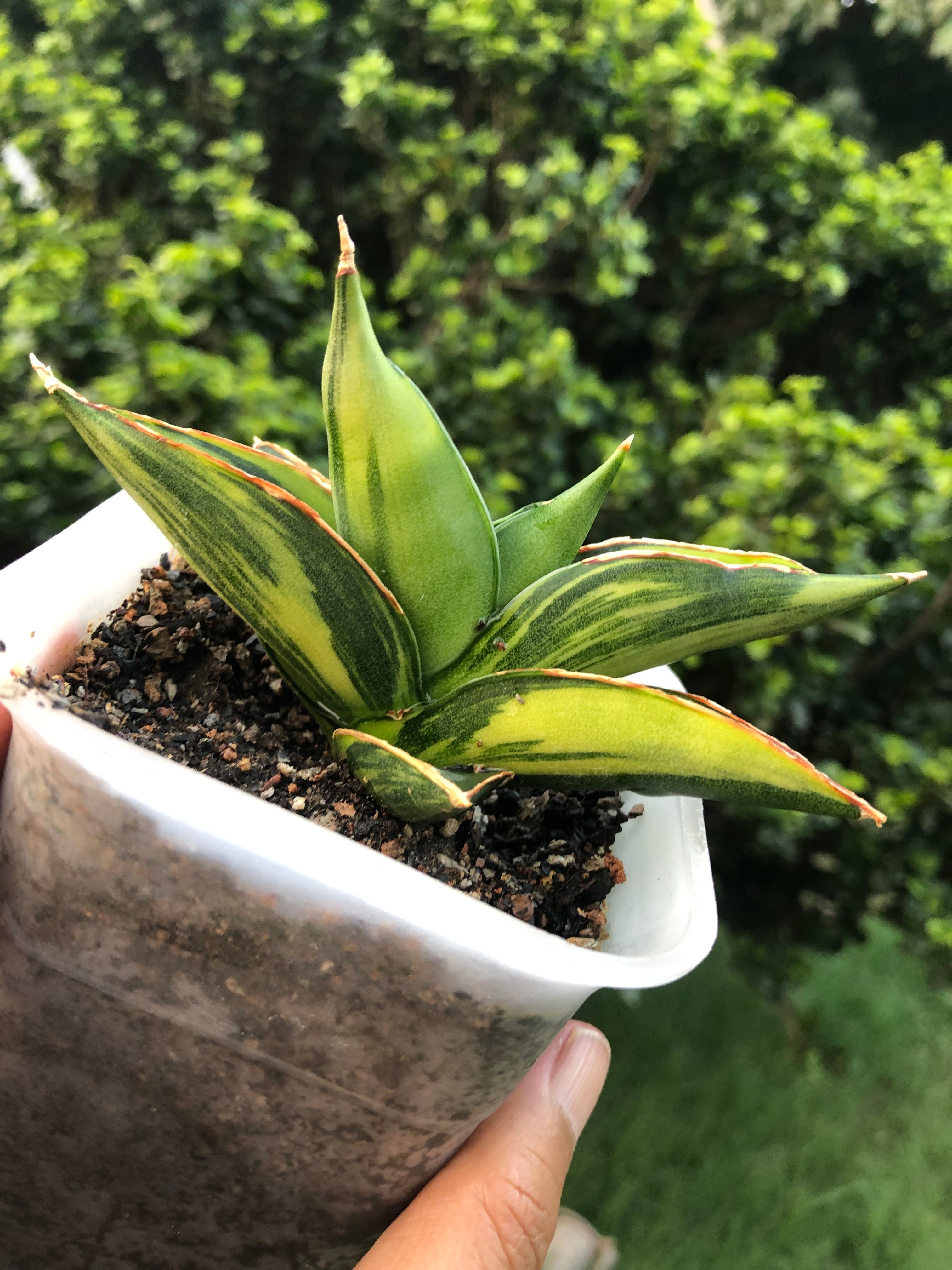 Sansevieria SWASDEE VARIEGATED