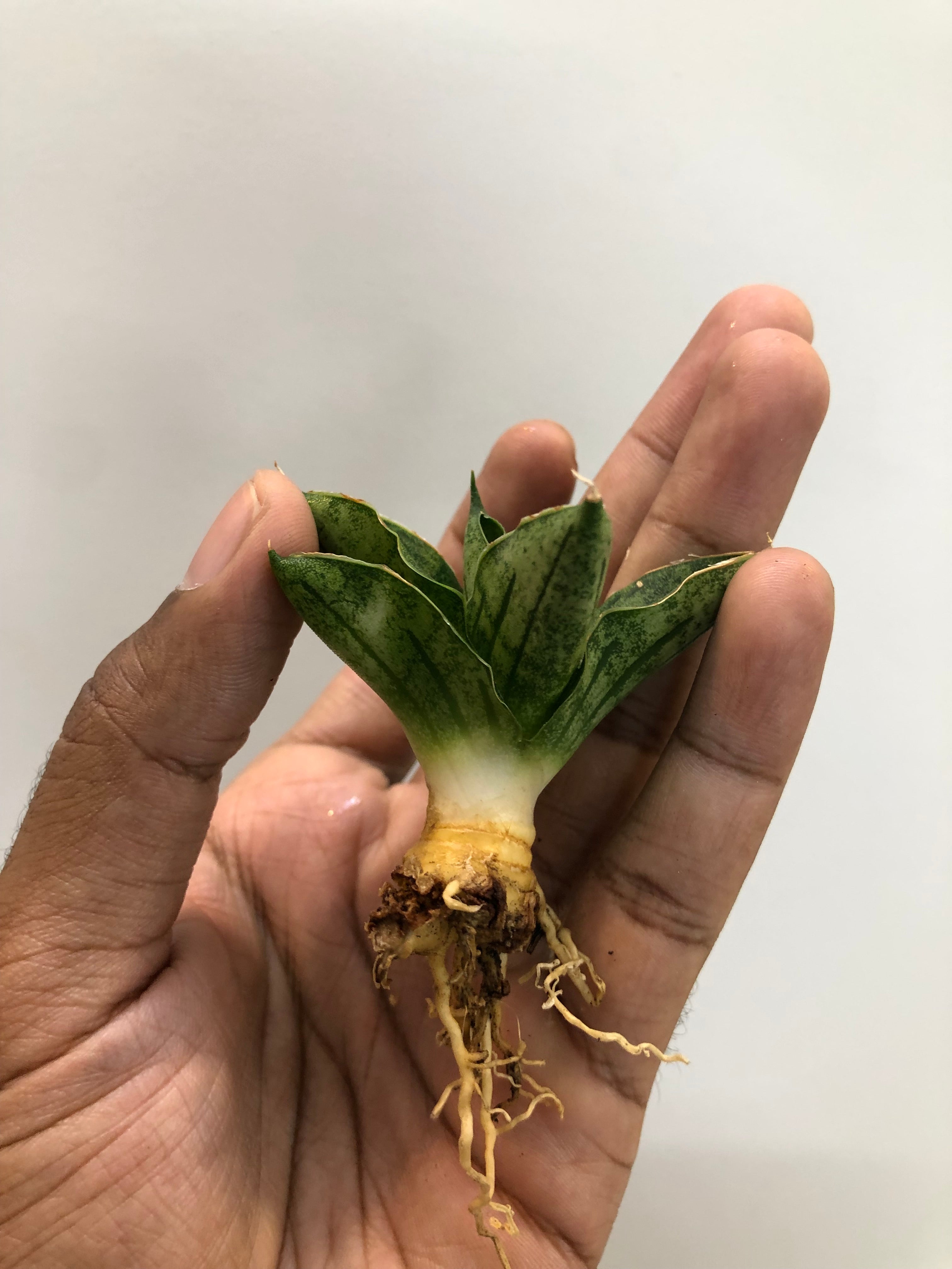 Sansevieria MINI ROSE WITH PUP