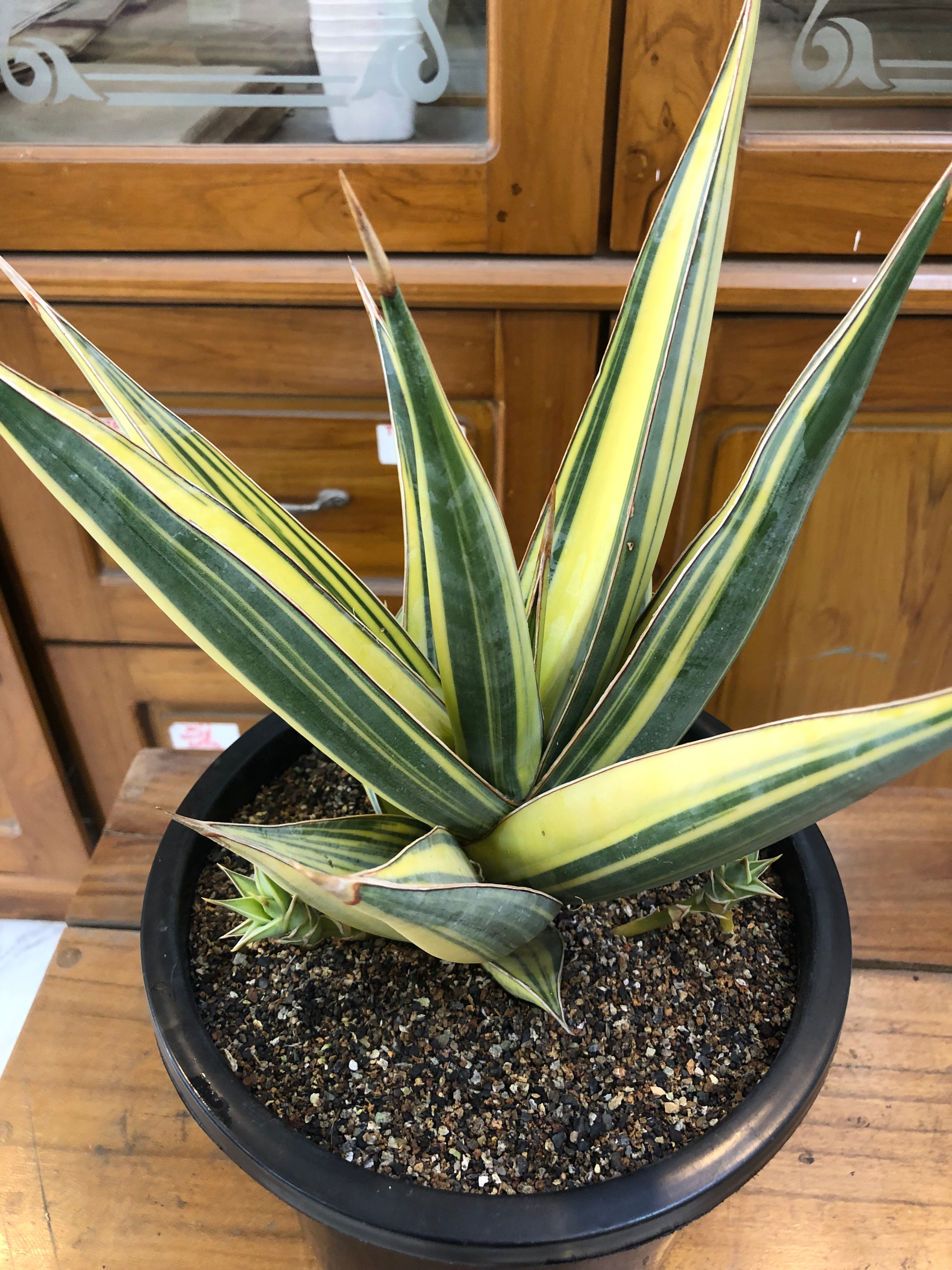 Sansevieria PINGUICULA VARIEGATED SPECIMEN