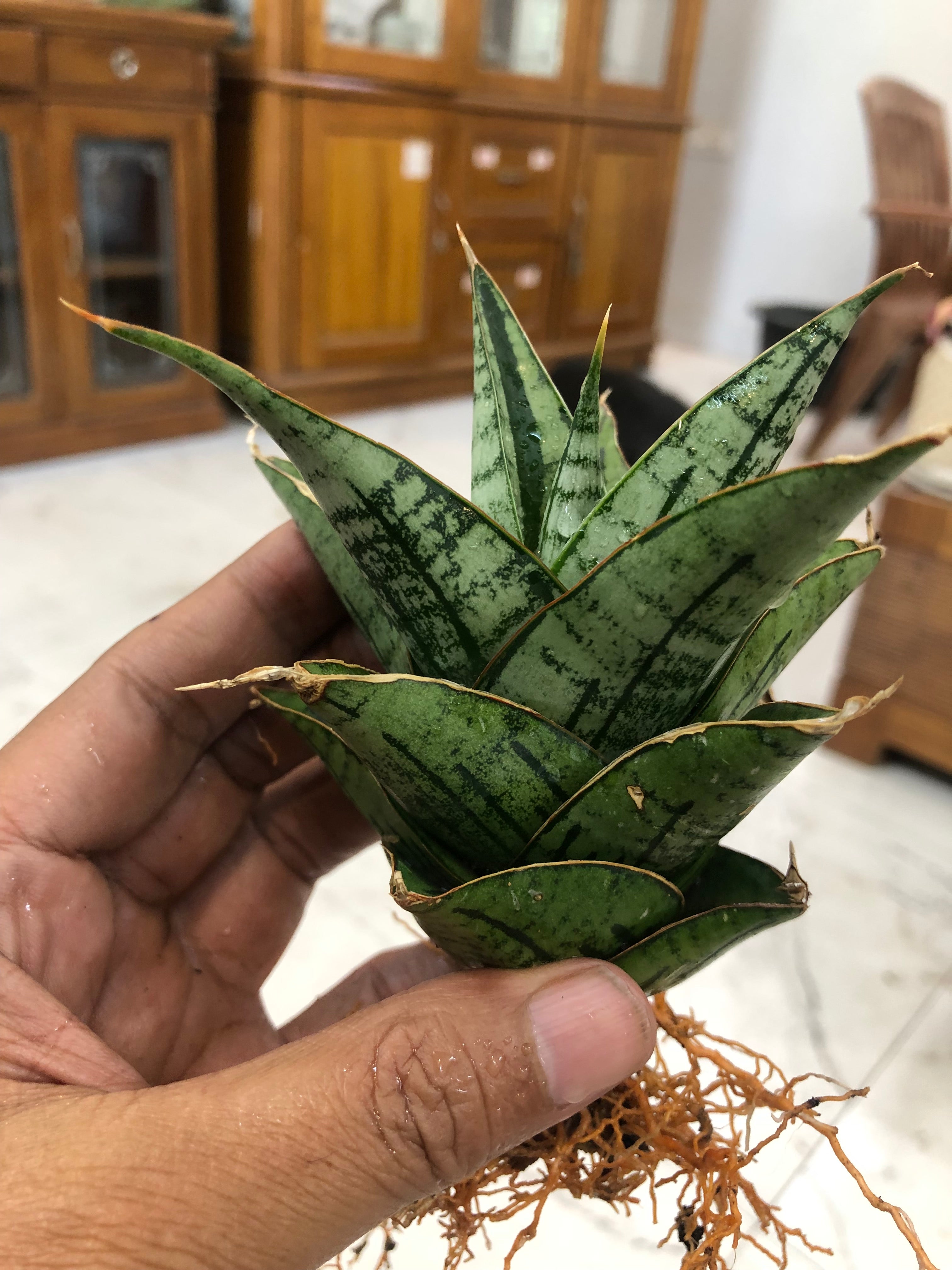 Sansevieria KAISAR