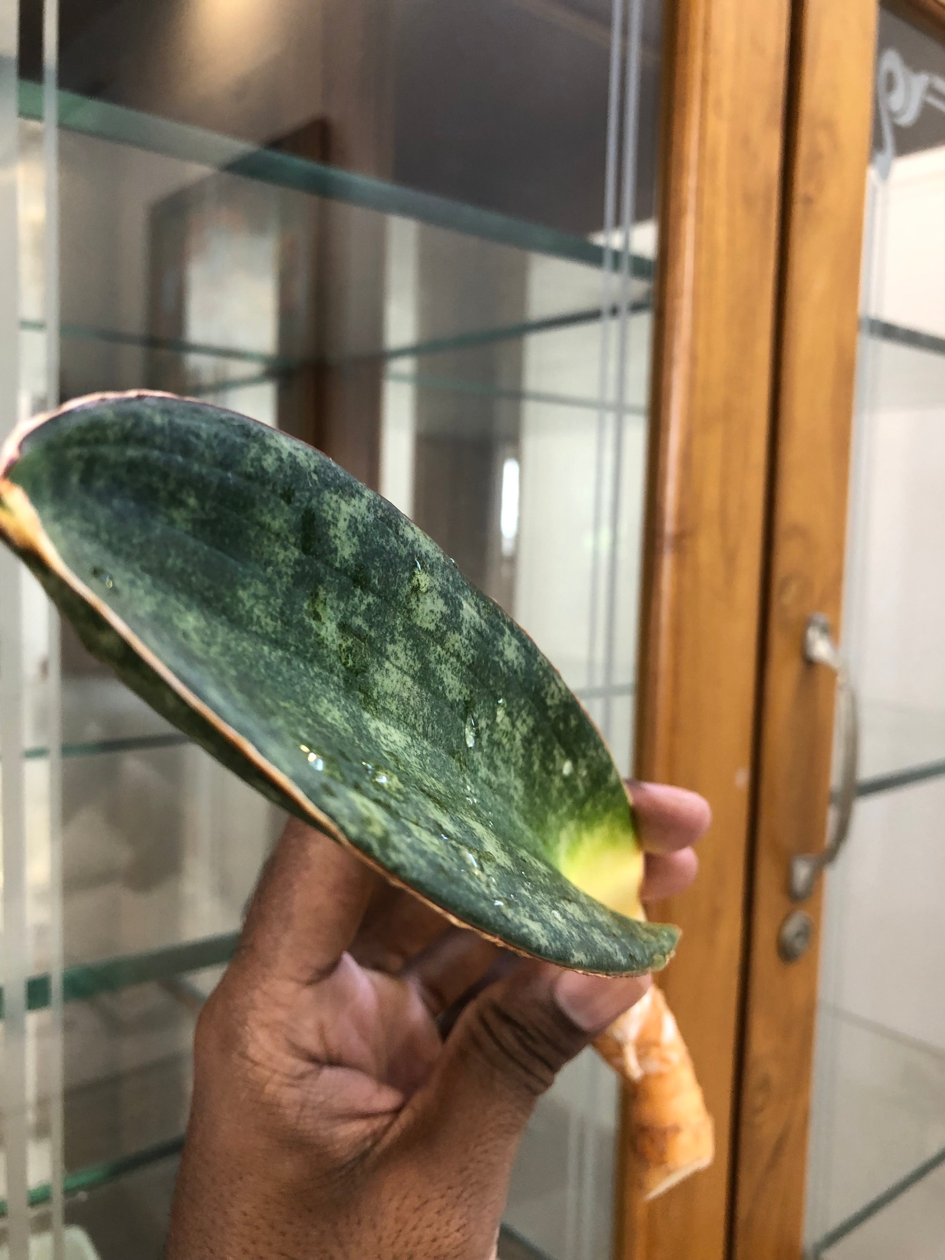 sansevieria HAWAIIAN STAR